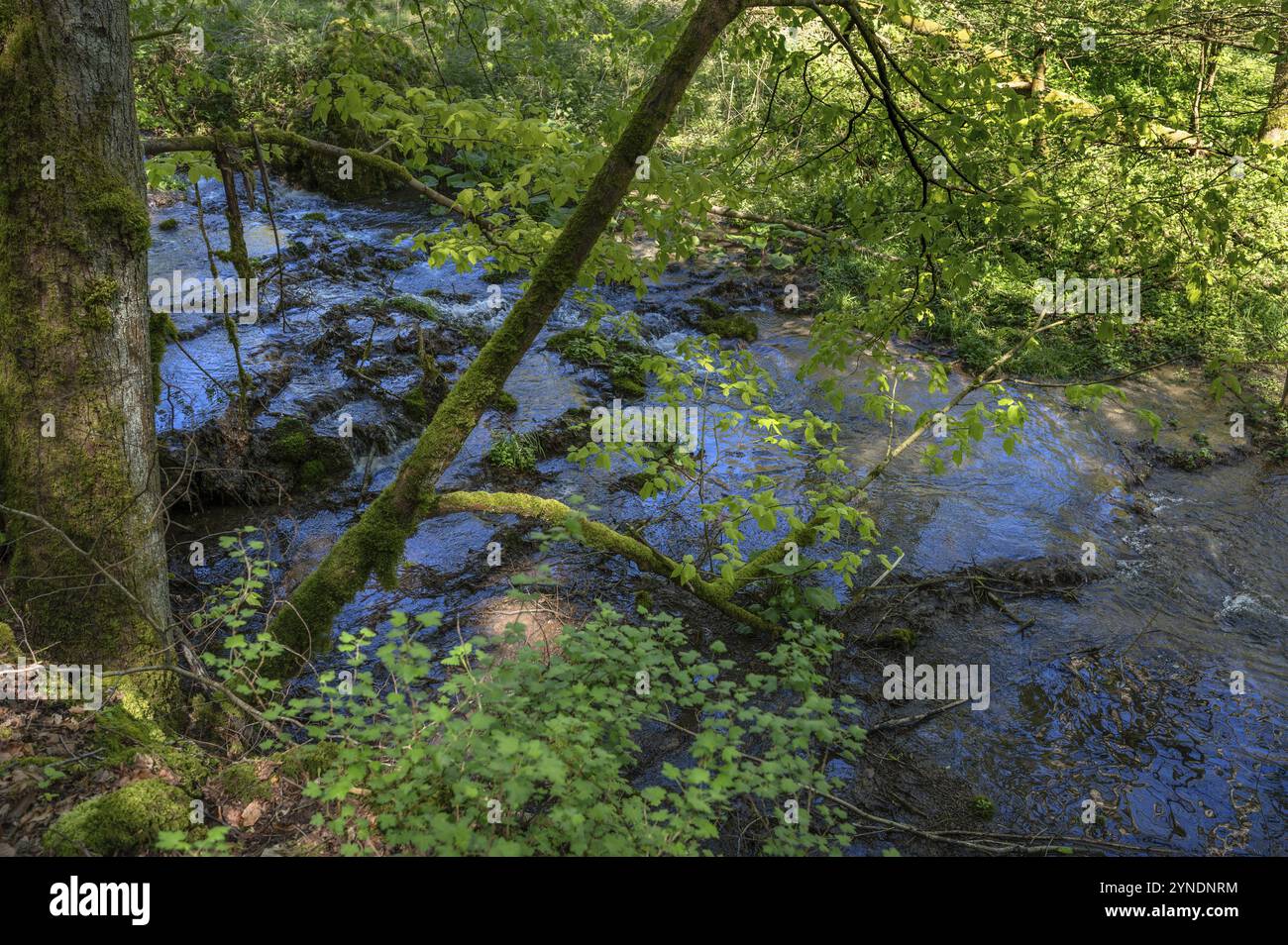 Ruscello in primavera, Thuisbrunn, alta Franconia, Baviera, Germania, Europa Foto Stock