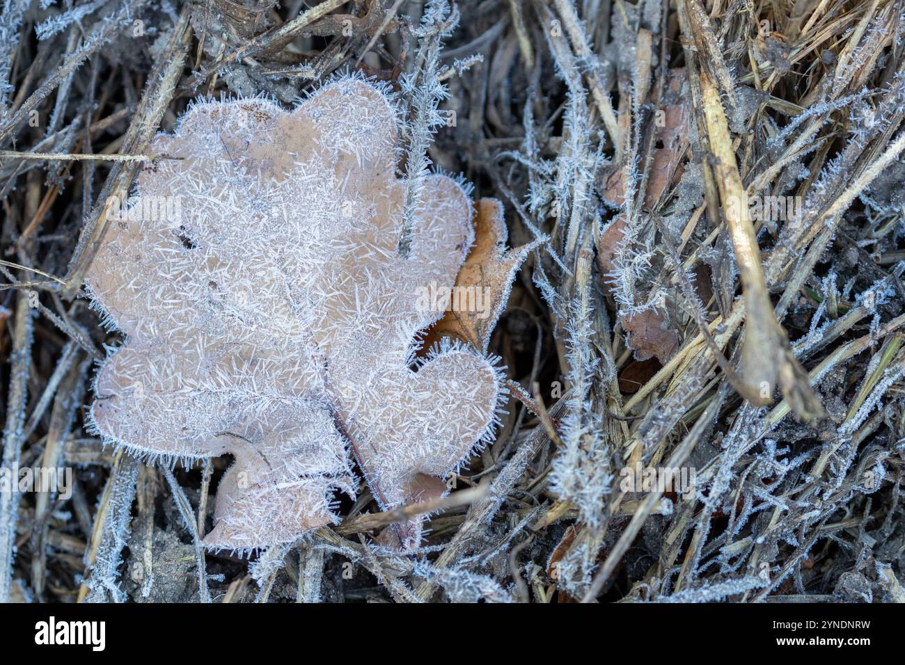 primo piano della foglia asciutta sul terreno ricoperta di ghiaccio Foto Stock