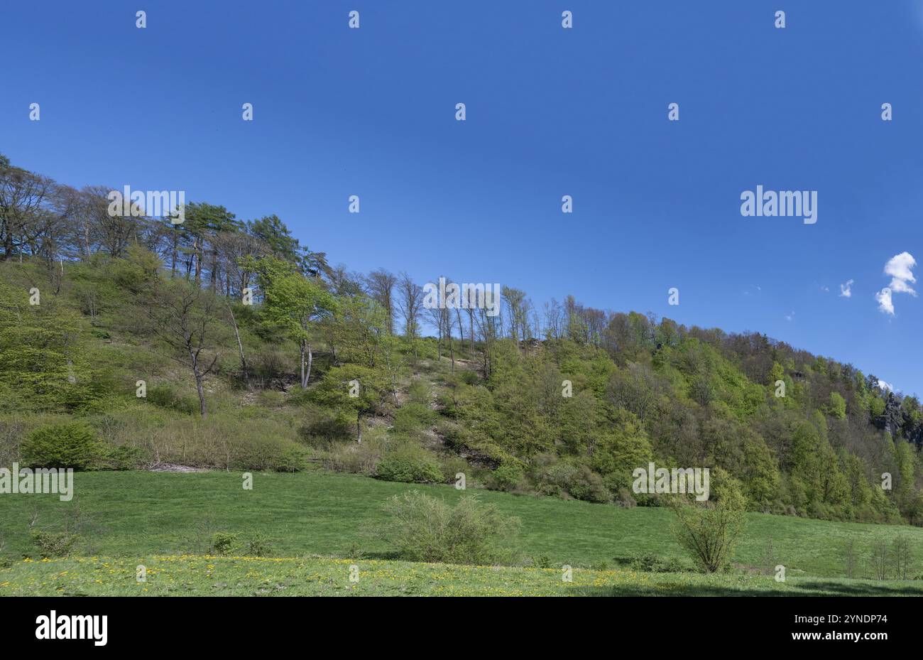 Paesaggio primaverile nella Svizzera Franconica, Thuisbrunn, alta Franconia, Baviera, Germania, Europa Foto Stock
