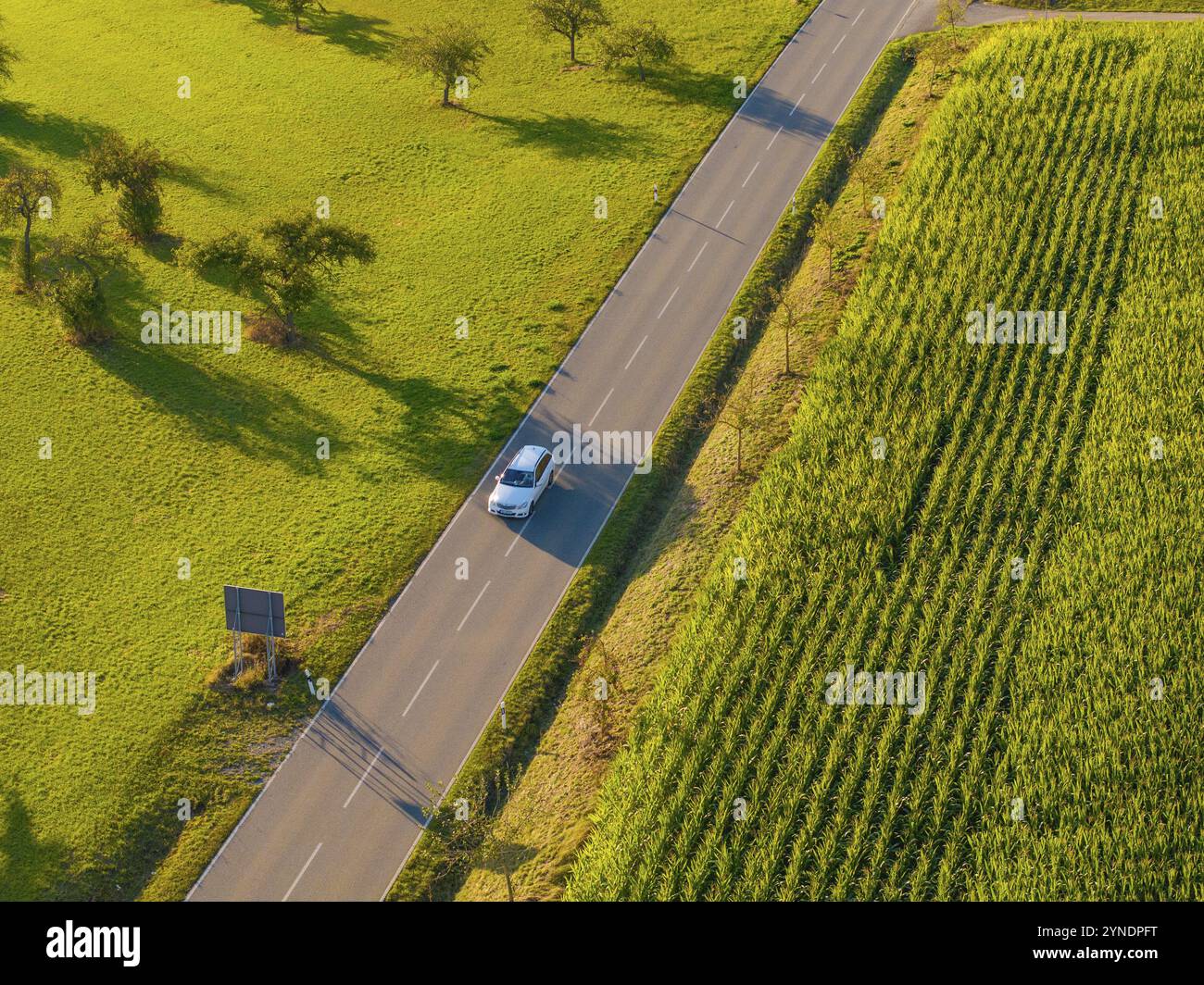 Auto che guida su una strada attraverso campi verdi rurali, all'ombra di alberi sparsi Foto Stock