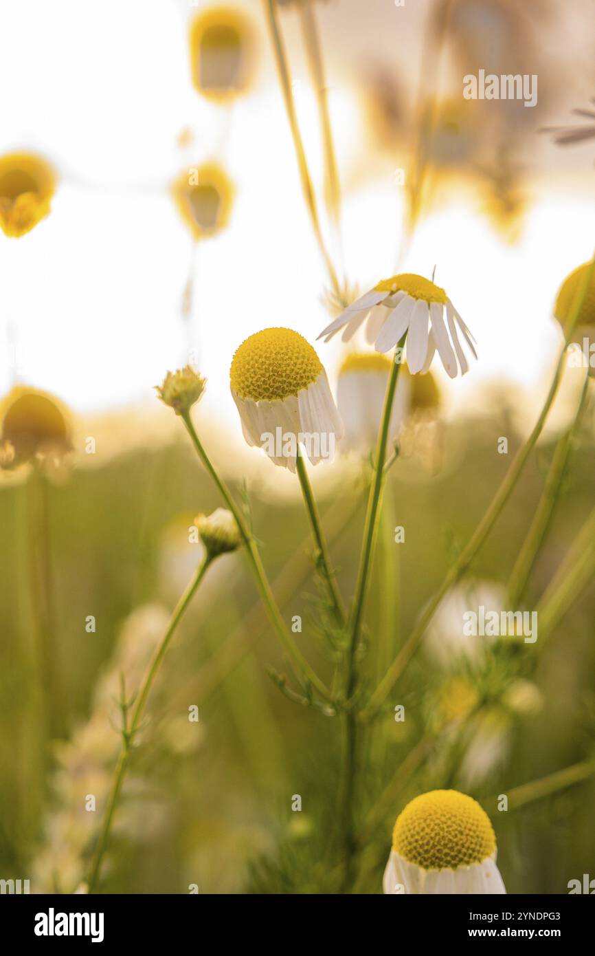 Primo piano di fiori di camomilla illuminati dalla luce del sole Foto Stock