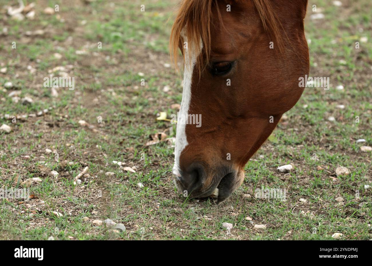 Cavallo al pascolo in un pascolo Foto Stock