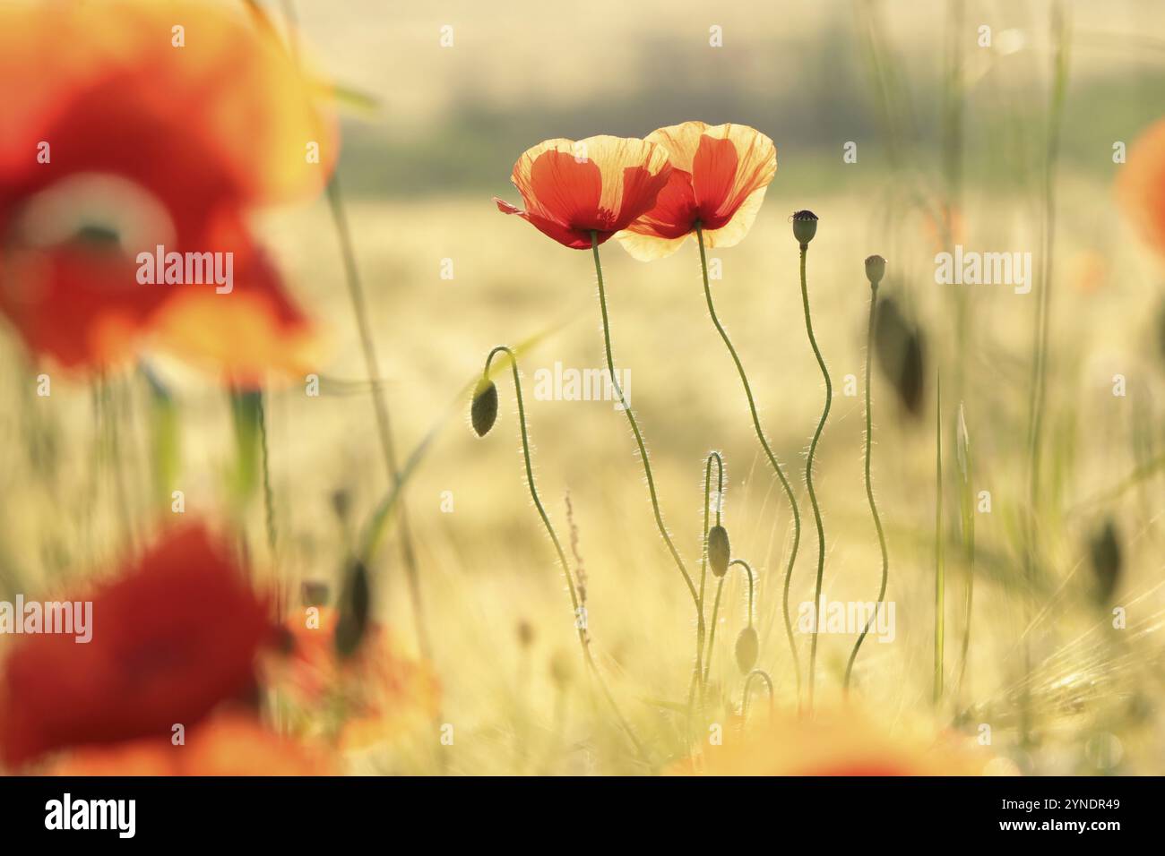 Papaveri nel campo all'alba Foto Stock