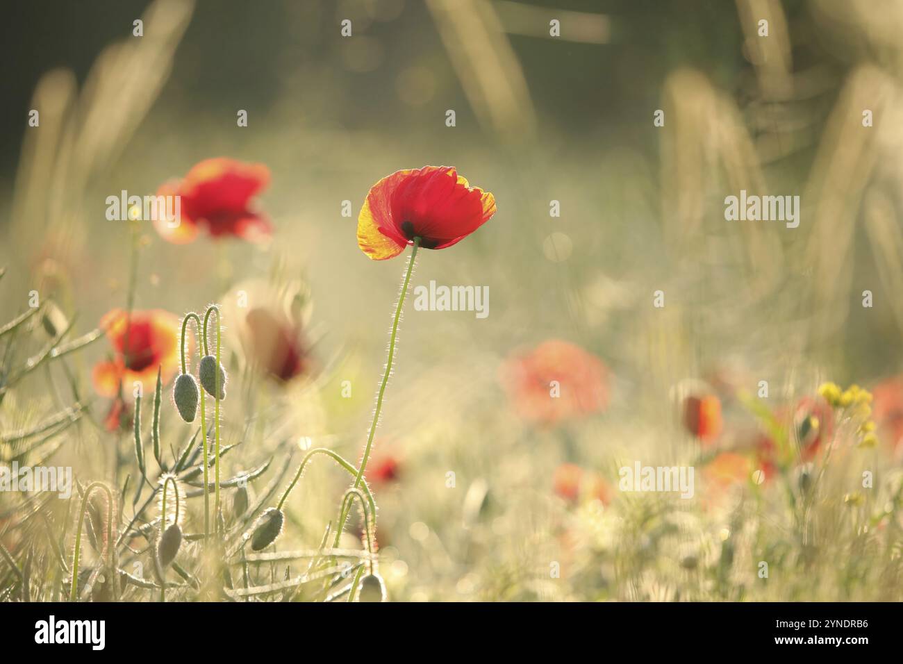 Papaveri nel campo all'alba Foto Stock