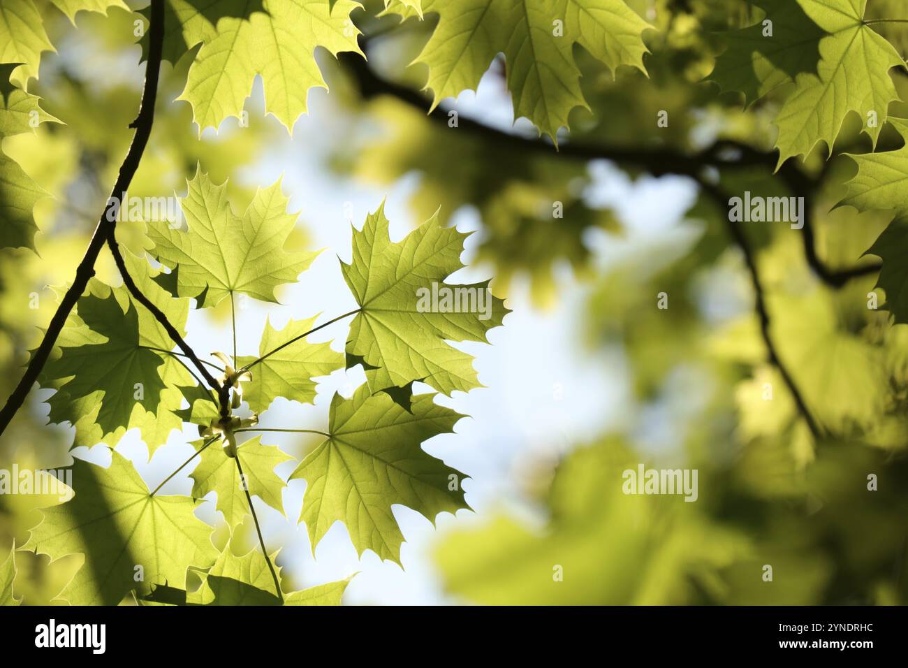 Foglie di acero primaverile su un ramoscello nella foresta Foto Stock