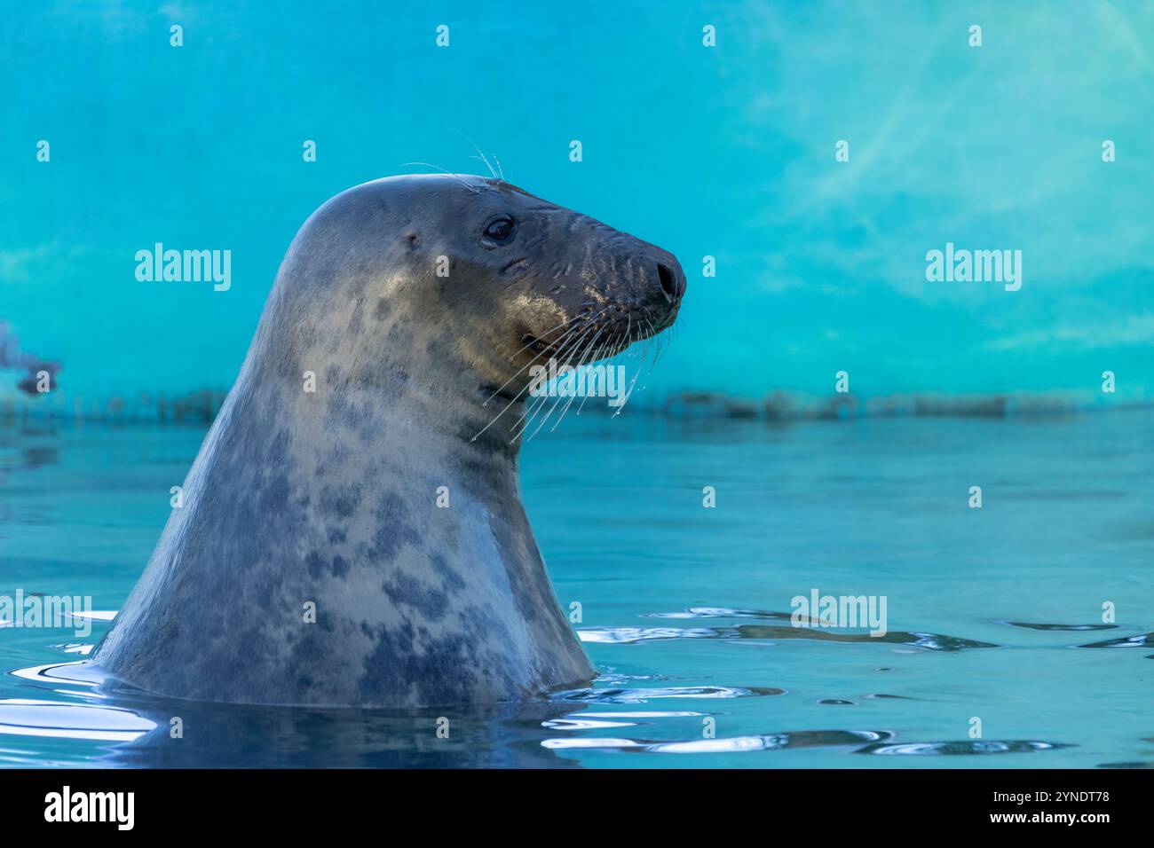 Guarnizione grigia (femmina) sulla superficie dell'acqua Foto Stock