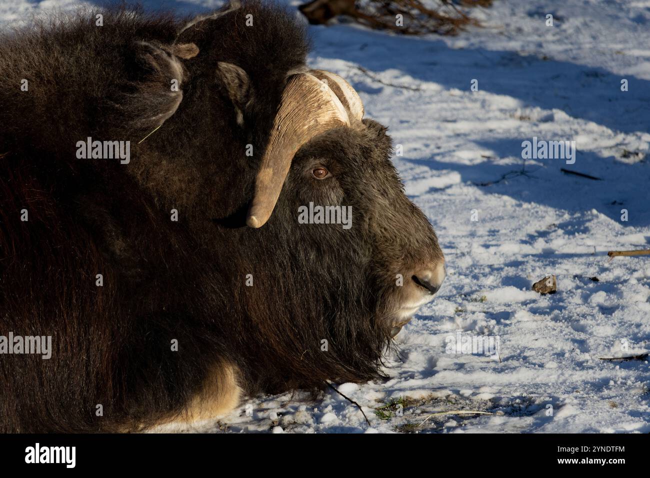 ritratto di un bue muschiato arrabbiato con grandi corna Foto Stock