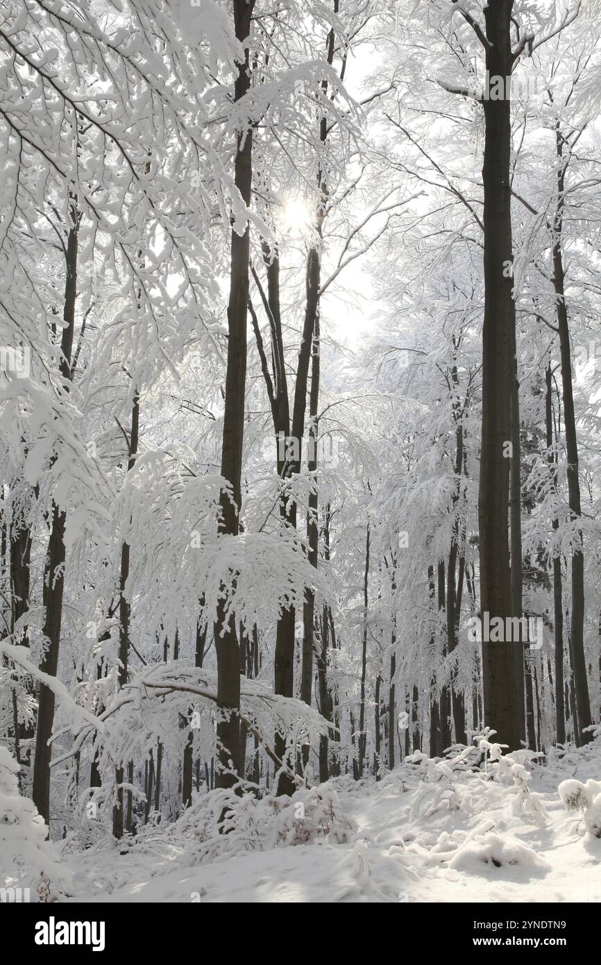 Vista della foresta di faggi invernali in una mattina ghiacciata e soleggiata, monte Bischofskoppe, Polonia, Europa Foto Stock