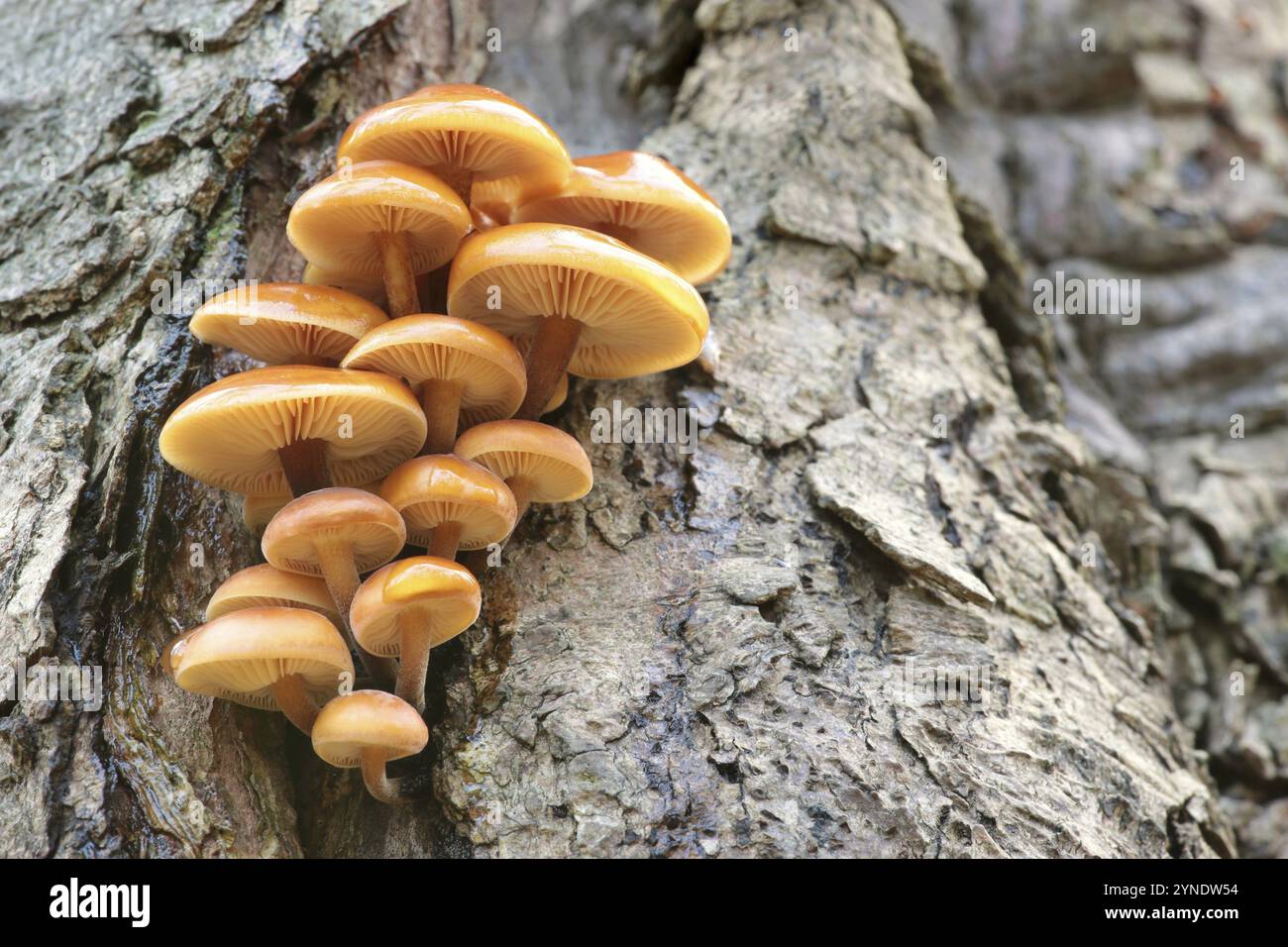 Famiglia di funghi su un tronco d'albero Foto Stock