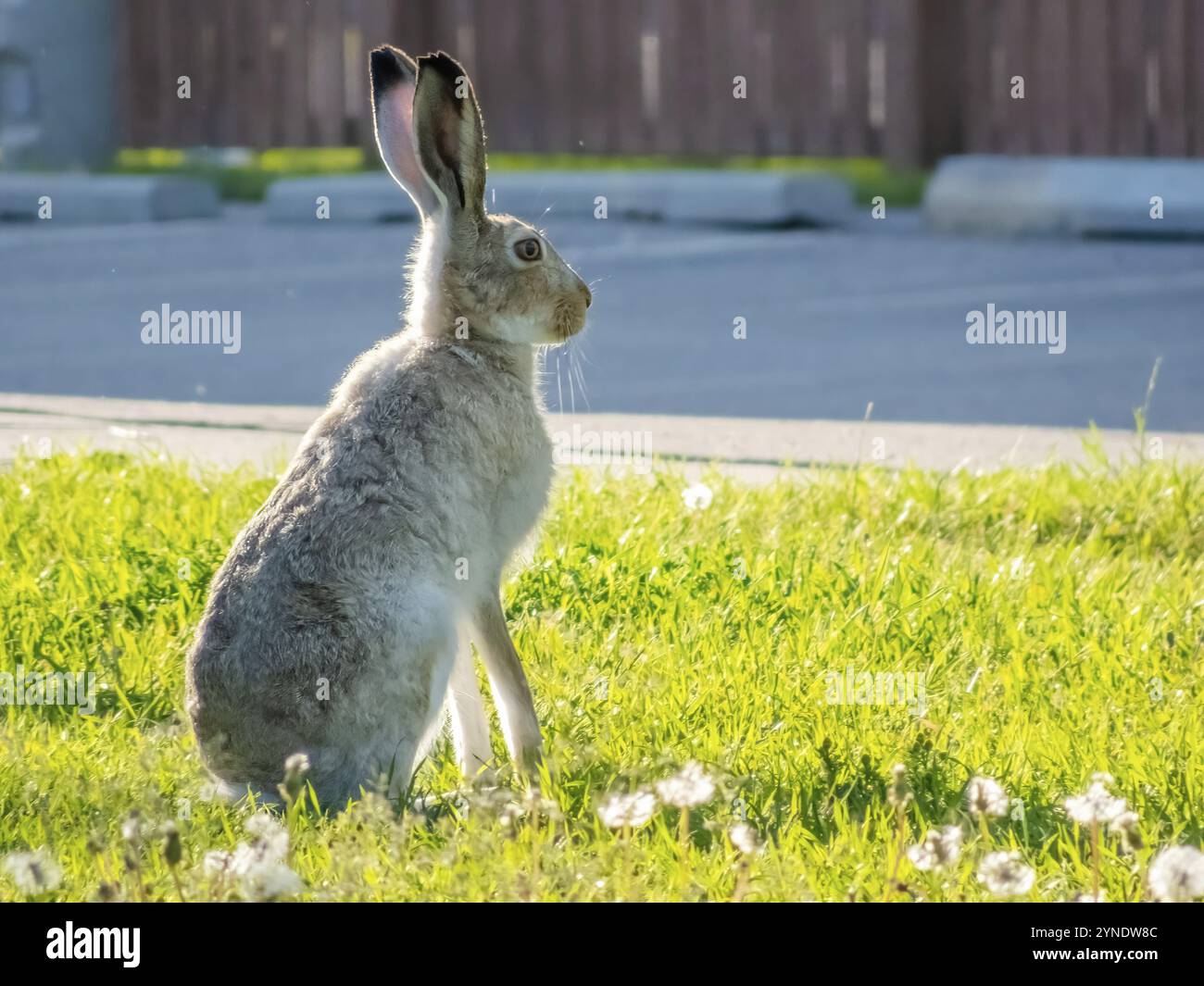 Un jackrabbit dalla coda bianca si trova in un campo erboso, con le sue lunghe orecchie arroccate, sullo sfondo dello sviluppo urbano Foto Stock