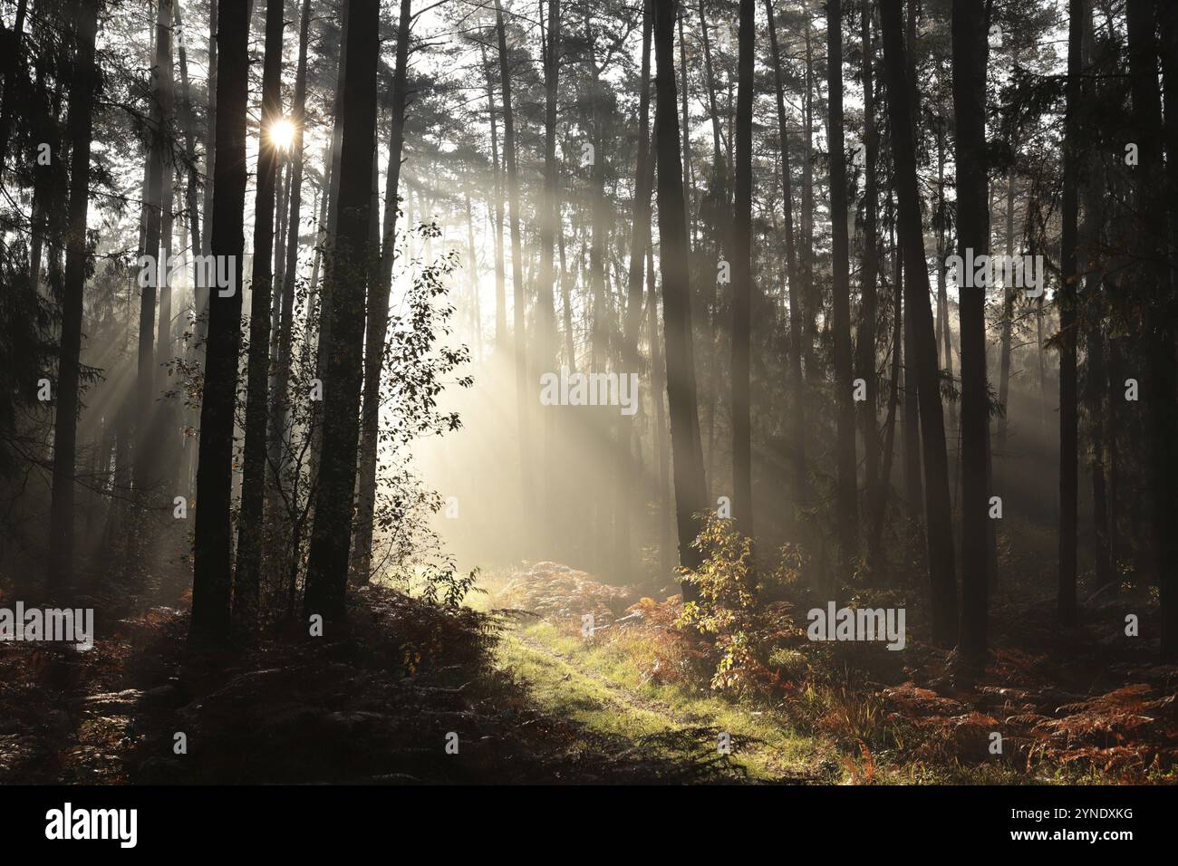 Percorso attraverso una foresta di conifere durante l'alba con il clima nebbioso, ottobre, Polonia, Europa Foto Stock