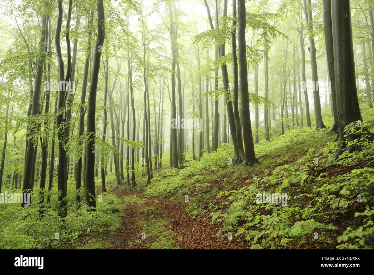 Alberi di faggio nella foresta d'autunno su un tempo foggoso e piovoso Foto Stock