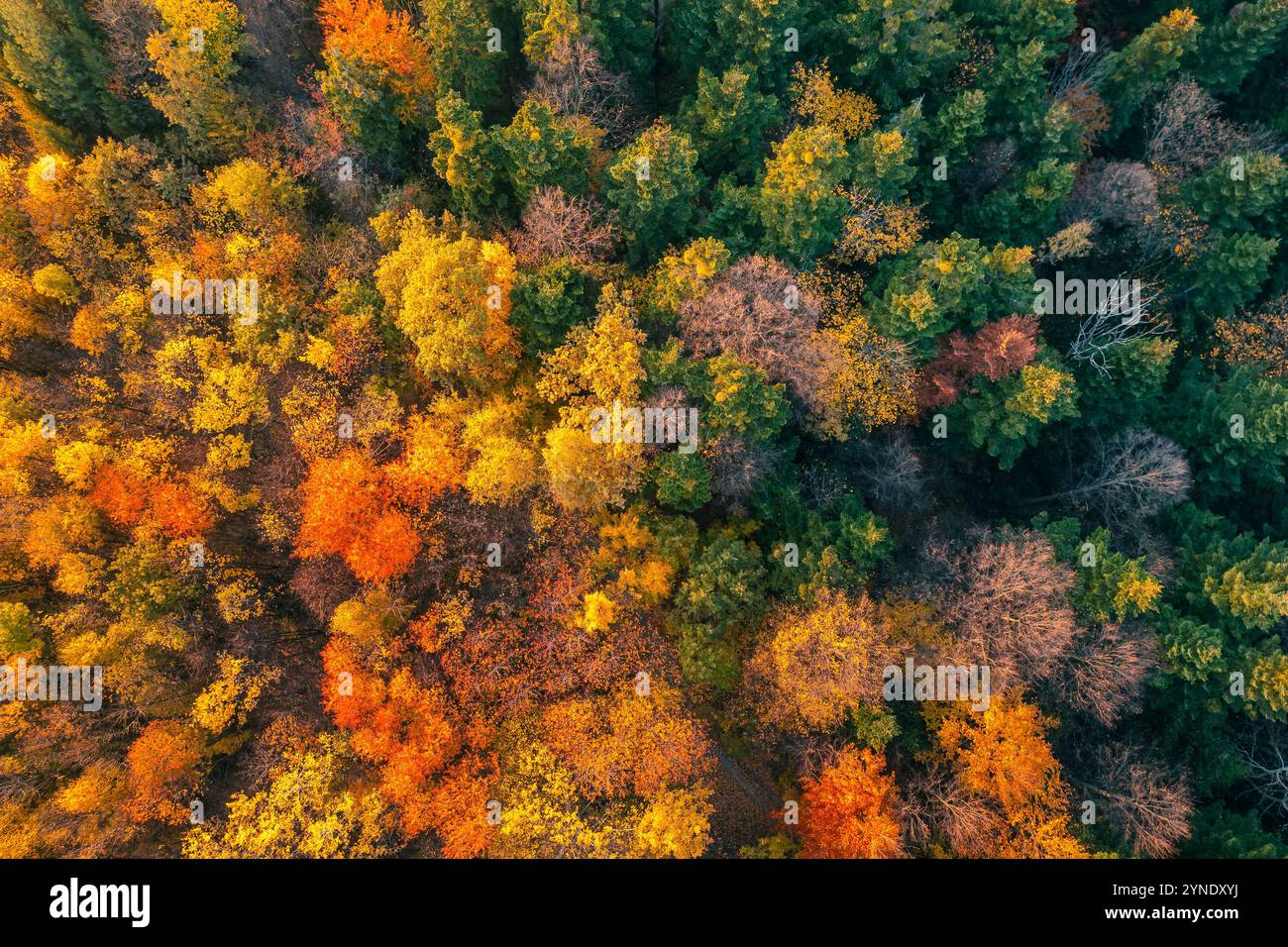 Colori autunnali da una vista a volo d'uccello. Autunno nella piccola Polonia Foto Stock