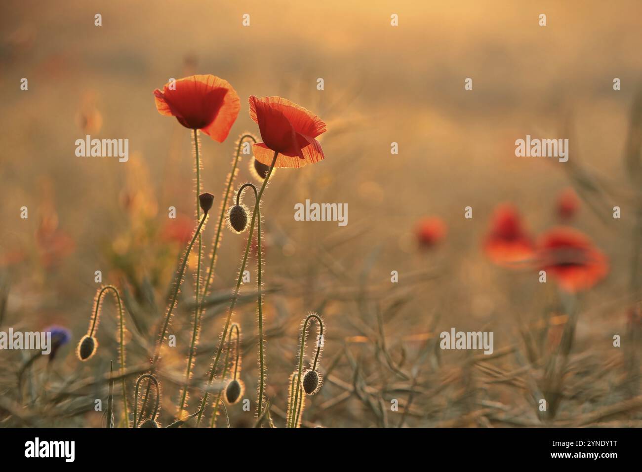 Papaveri nel campo all'alba Foto Stock