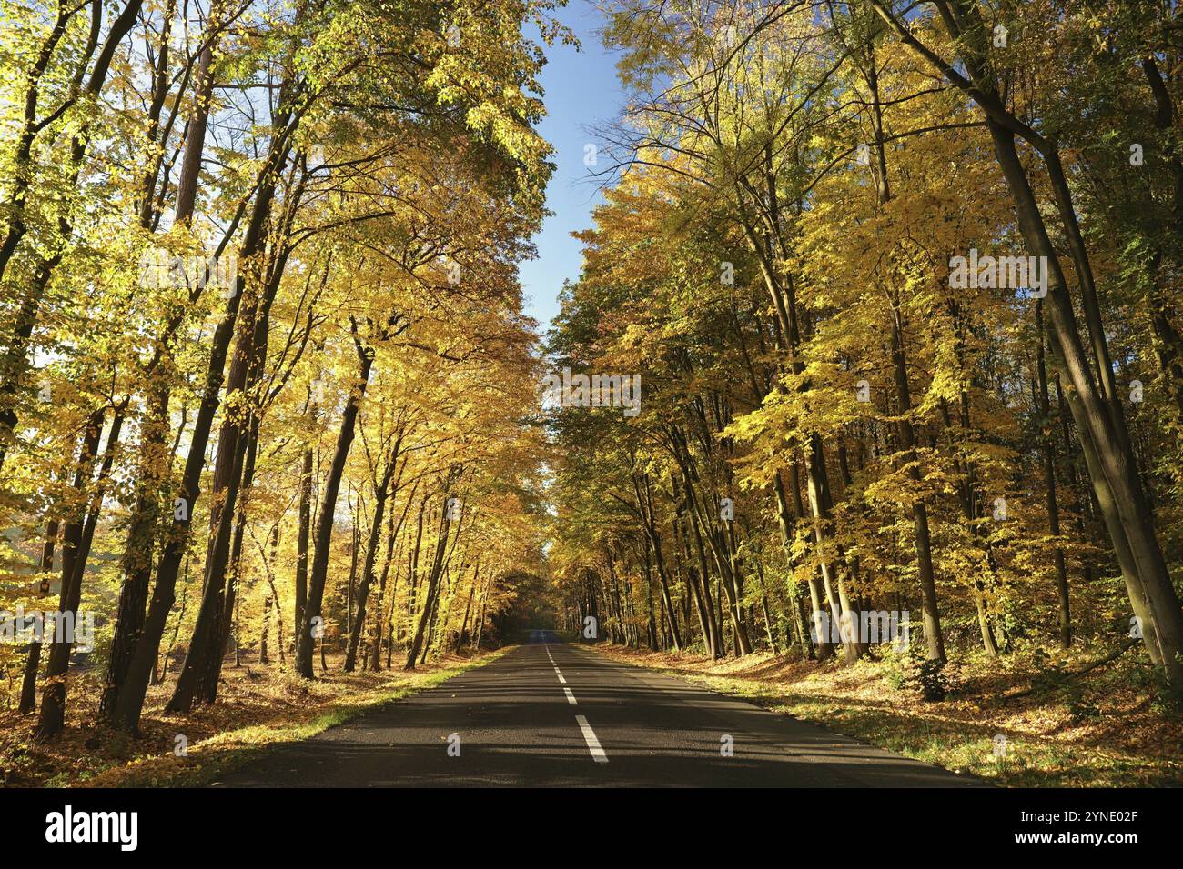 Strada di campagna tra querce in una soleggiata mattina d'autunno, ottobre, Polonia, Europa Foto Stock