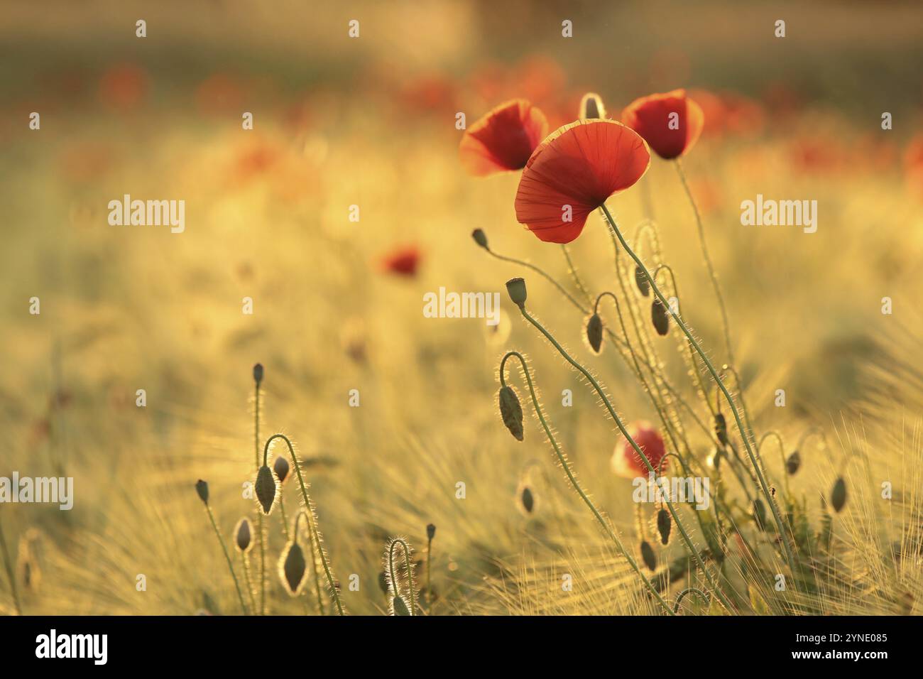 Papaveri nel campo all'alba Foto Stock