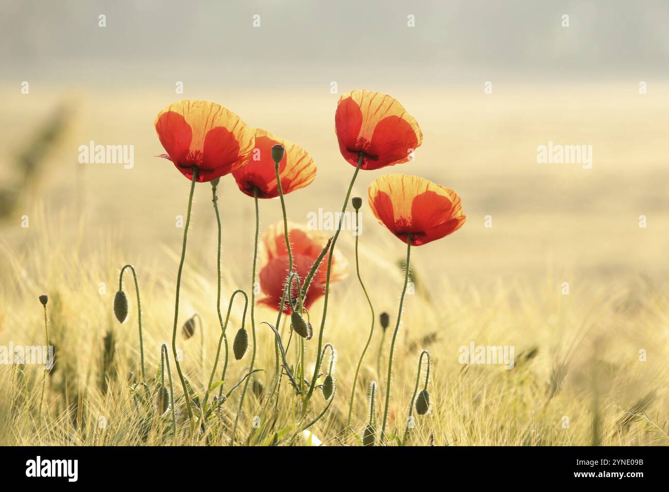 Papaveri nel campo all'alba Foto Stock
