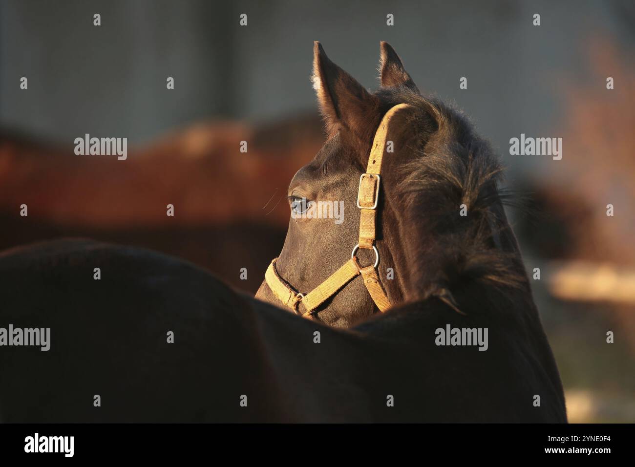 Cavallo nel prato guardando gli altri cavalli, ottobre, Polonia, Europa Foto Stock