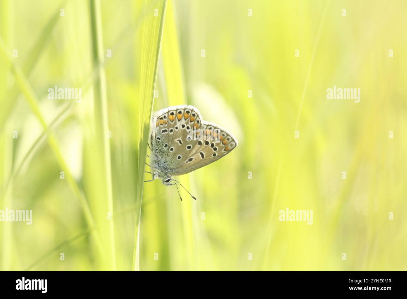 Farfalla Blu comune nel prato all'alba Foto Stock