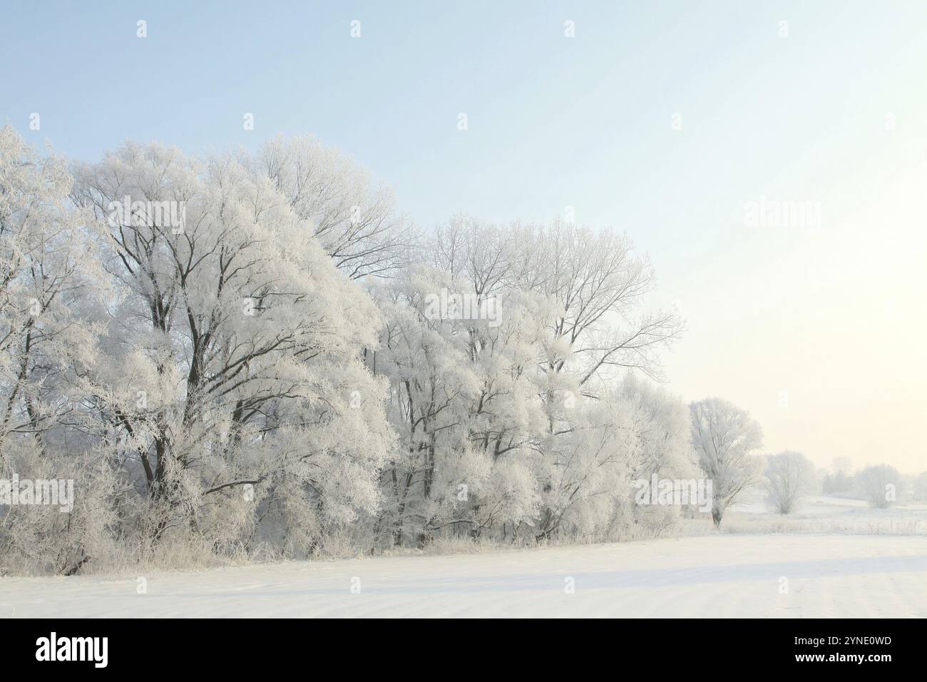 Paesaggio invernale, alberi ghiacciati all'alba, gennaio, Polonia, Europa Foto Stock