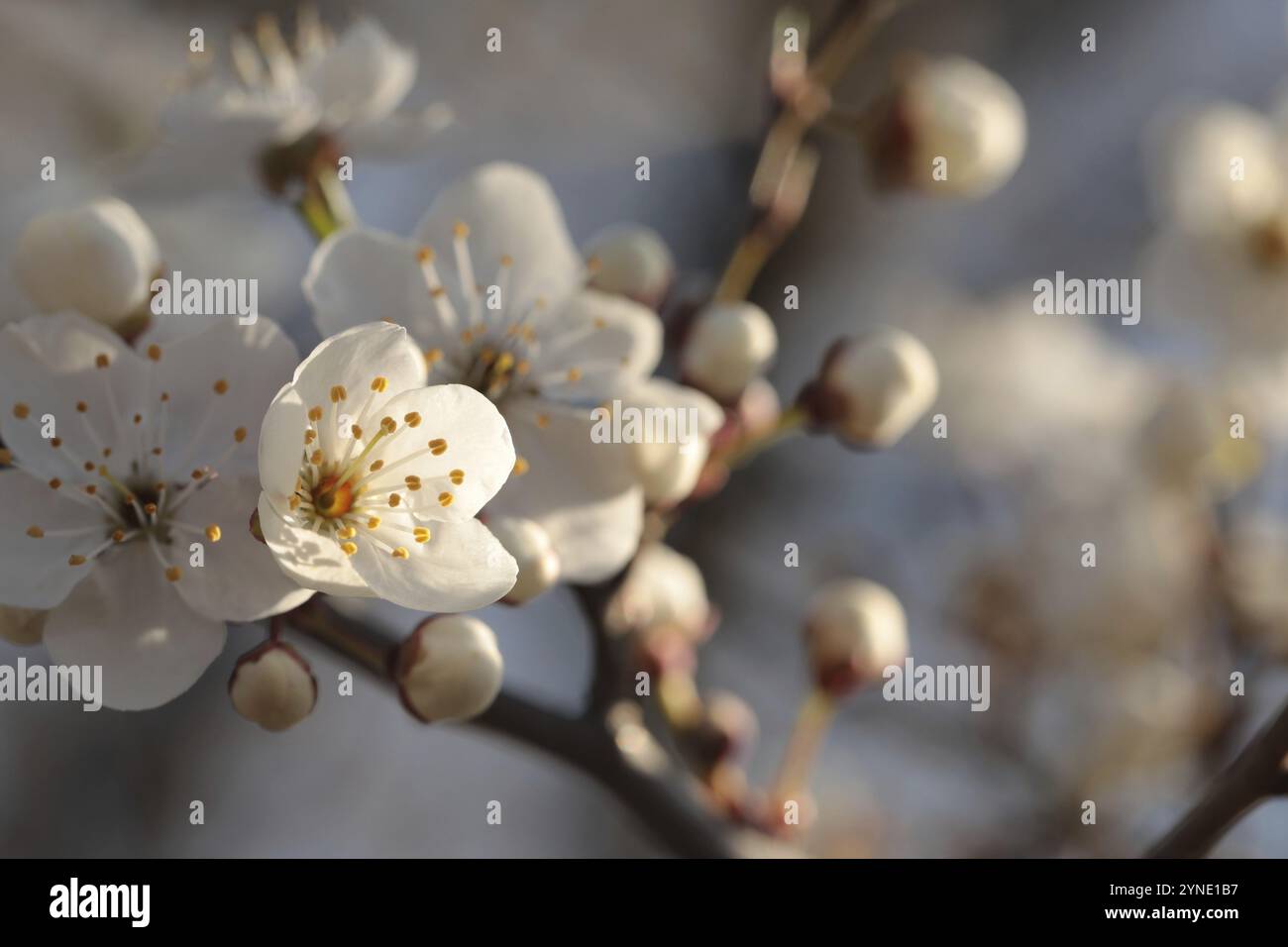 Fiori primaverili che fioriscono su un albero Foto Stock