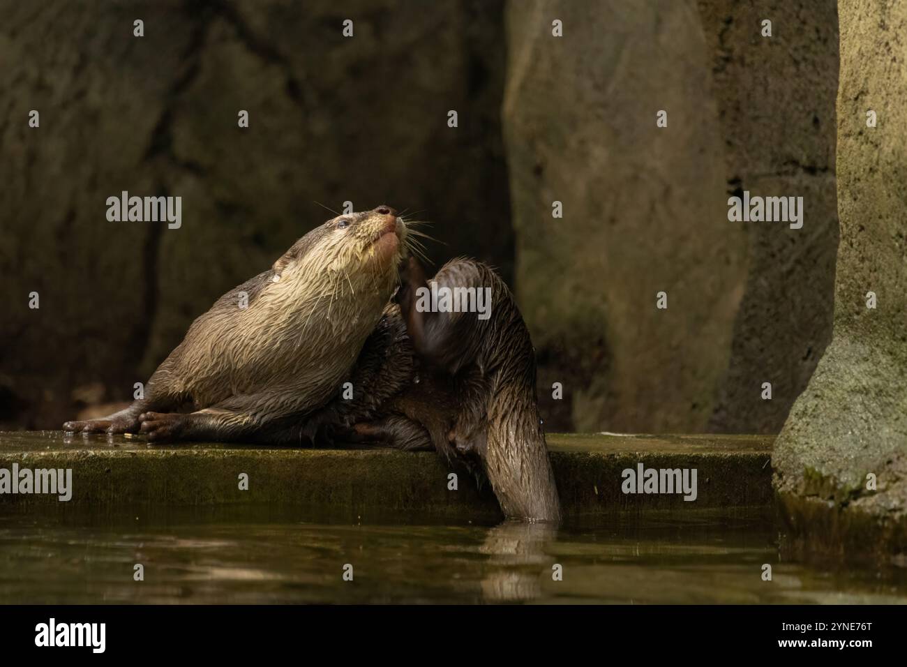 La lontra si gratta. La lontra asiatica è la lontra più piccola del mondo. È inferiore a 5 kg e non superiore a 100 cm dal naso alla coda. Foto Stock
