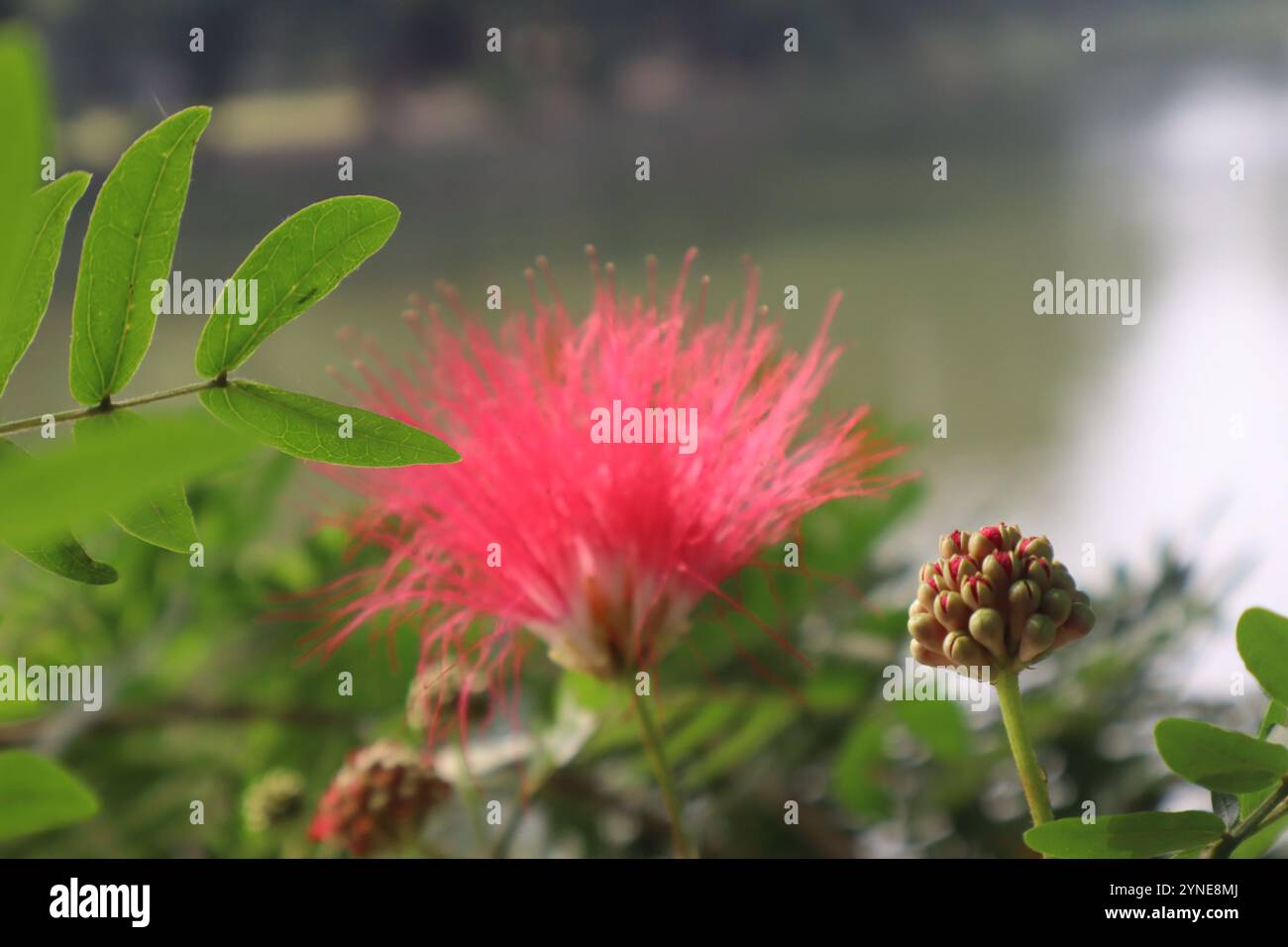 Vibrante fiore rosso e fiore selvatico nella foresta tropicale Foto Stock