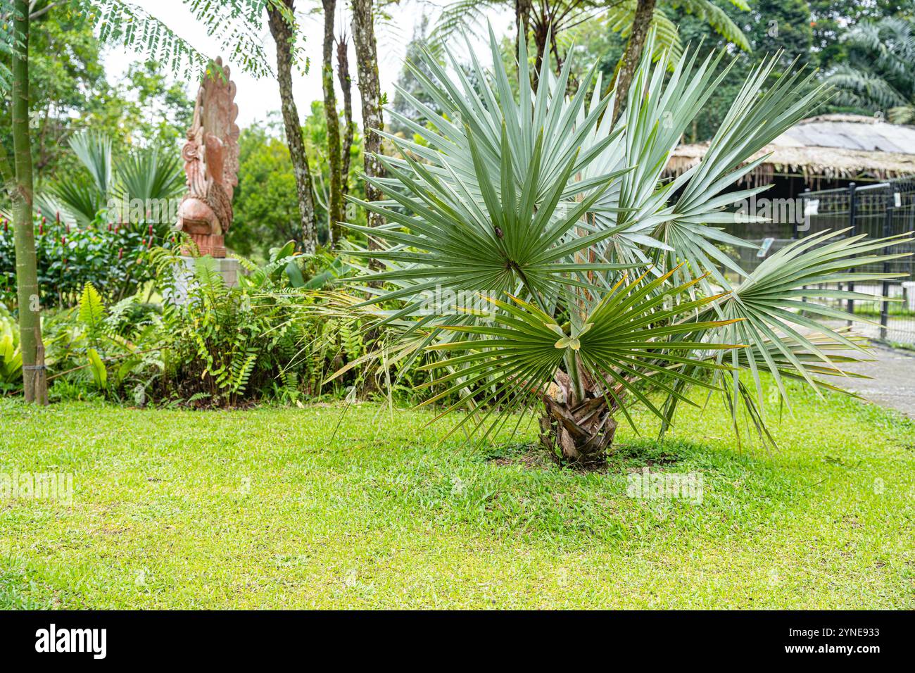 Il Brahea armata, comunemente noto come palma blu messicana o palma blu hesper, è un grande albero sempreverde della famiglia delle palme Arecaceae. Foto Stock