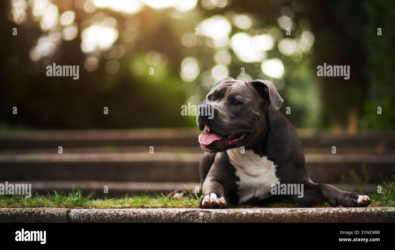 Ritratto di un pitbull grigio che giace nel giardino Foto Stock