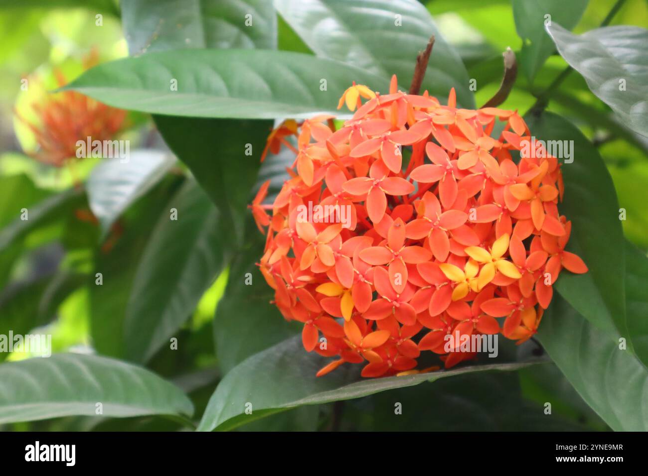 Vibrante fiore rosso e fiore selvatico nella foresta tropicale Foto Stock