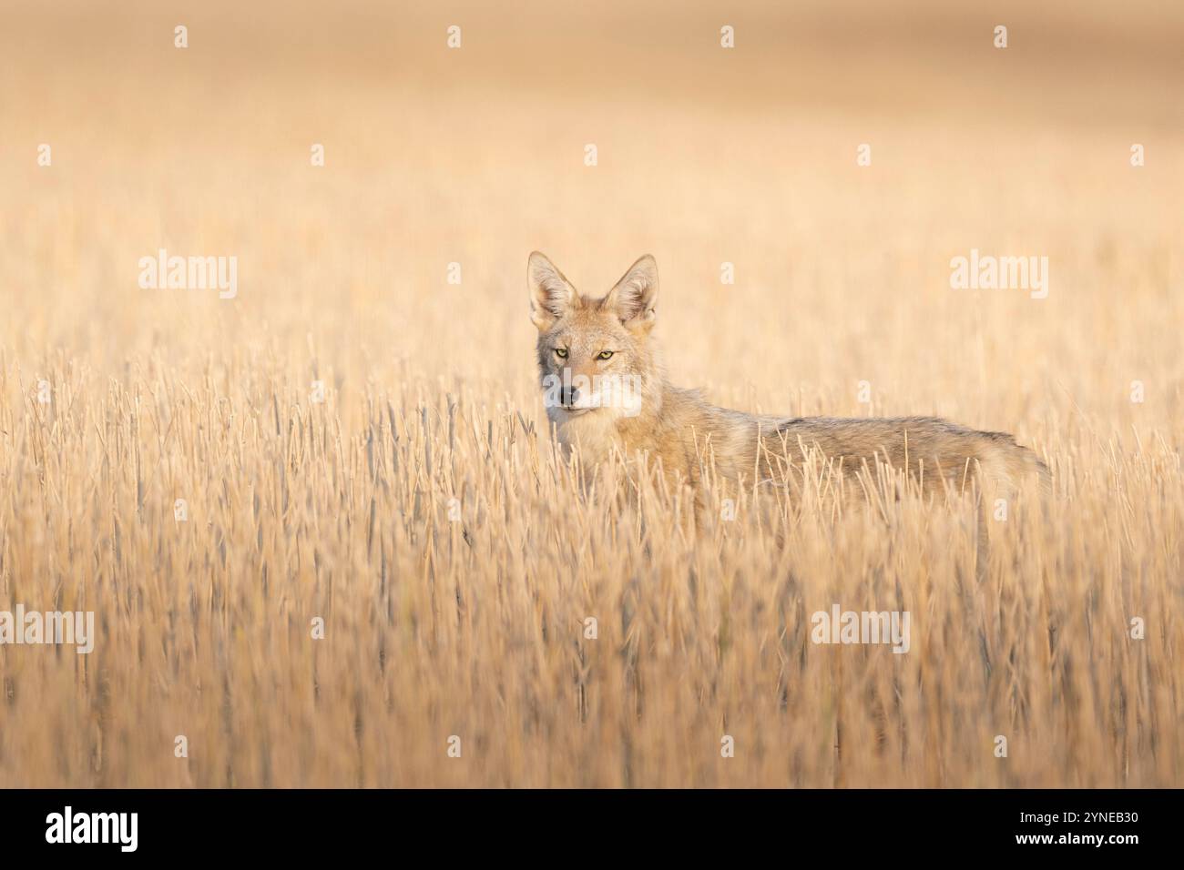 Coyotes nel North Dakota Foto Stock