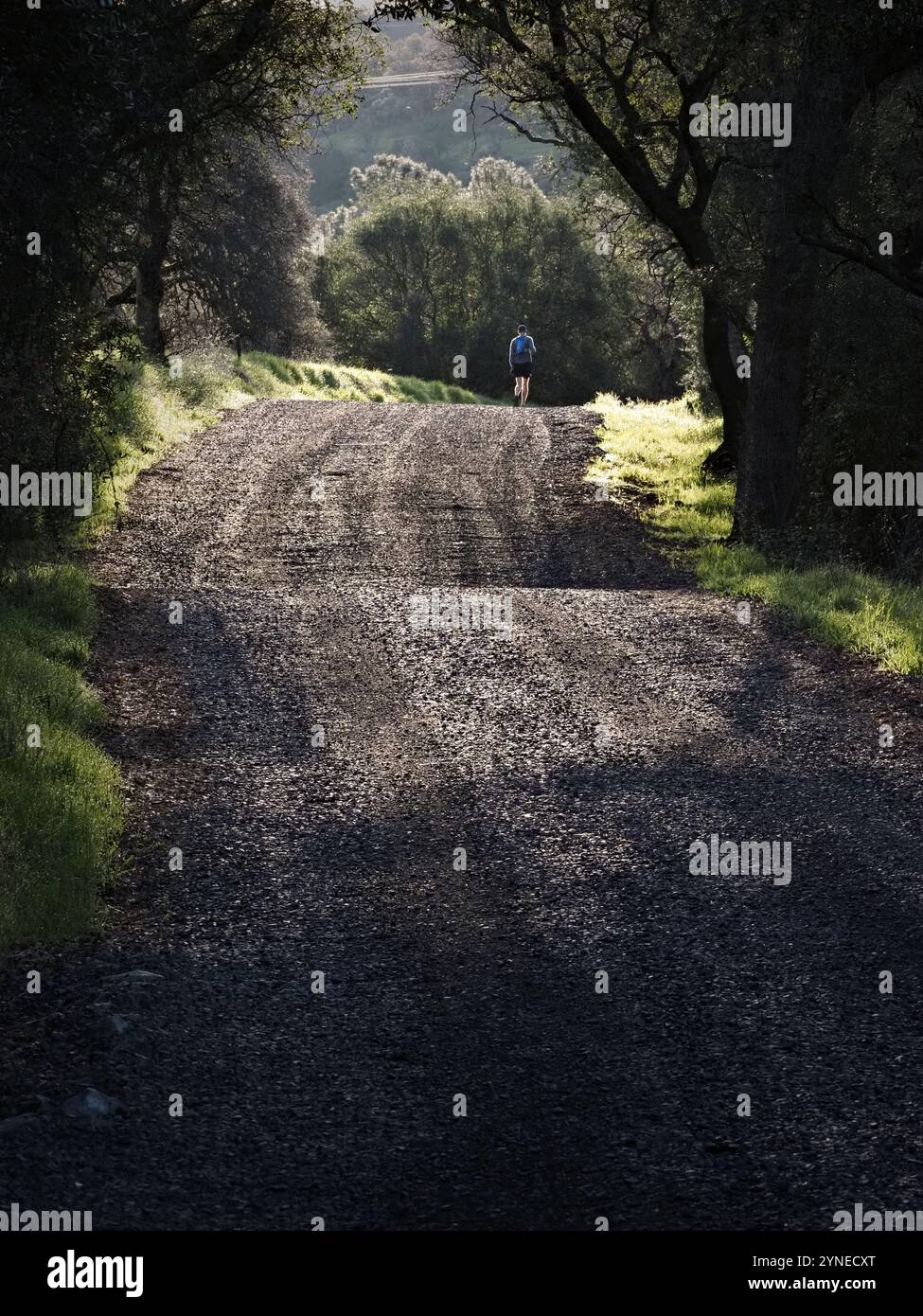 Un corridore maschio con zaino su una strada di ghiaia attraverso un canyon remoto è illuminato dal sole nascente. Alberi scuri e ombre incorniciano la scena. Foto Stock