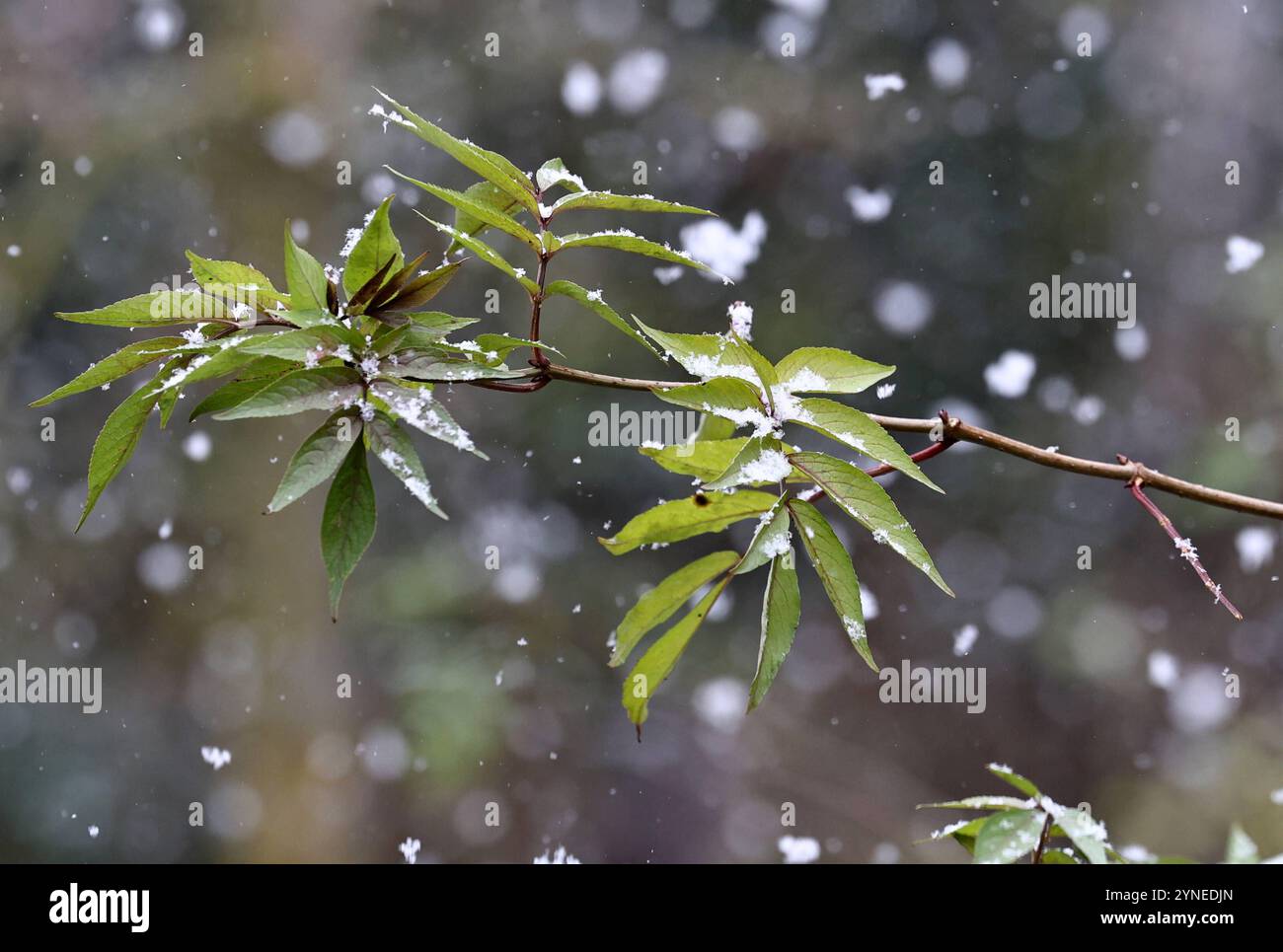 Schnee 21.11.2024, Ostramondra, Schneeflocken Fallen auf den Zweig eines belaubten Holunderbusches **** neve 21 11 2024, Ostramondra, fiocchi di neve caduti sul ramo di un cespuglio verde Foto Stock