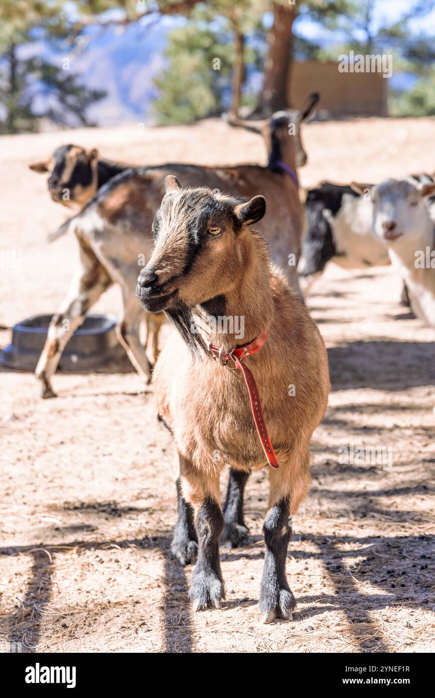 Capra nera e marrone allo zoo di animali domestici Foto Stock