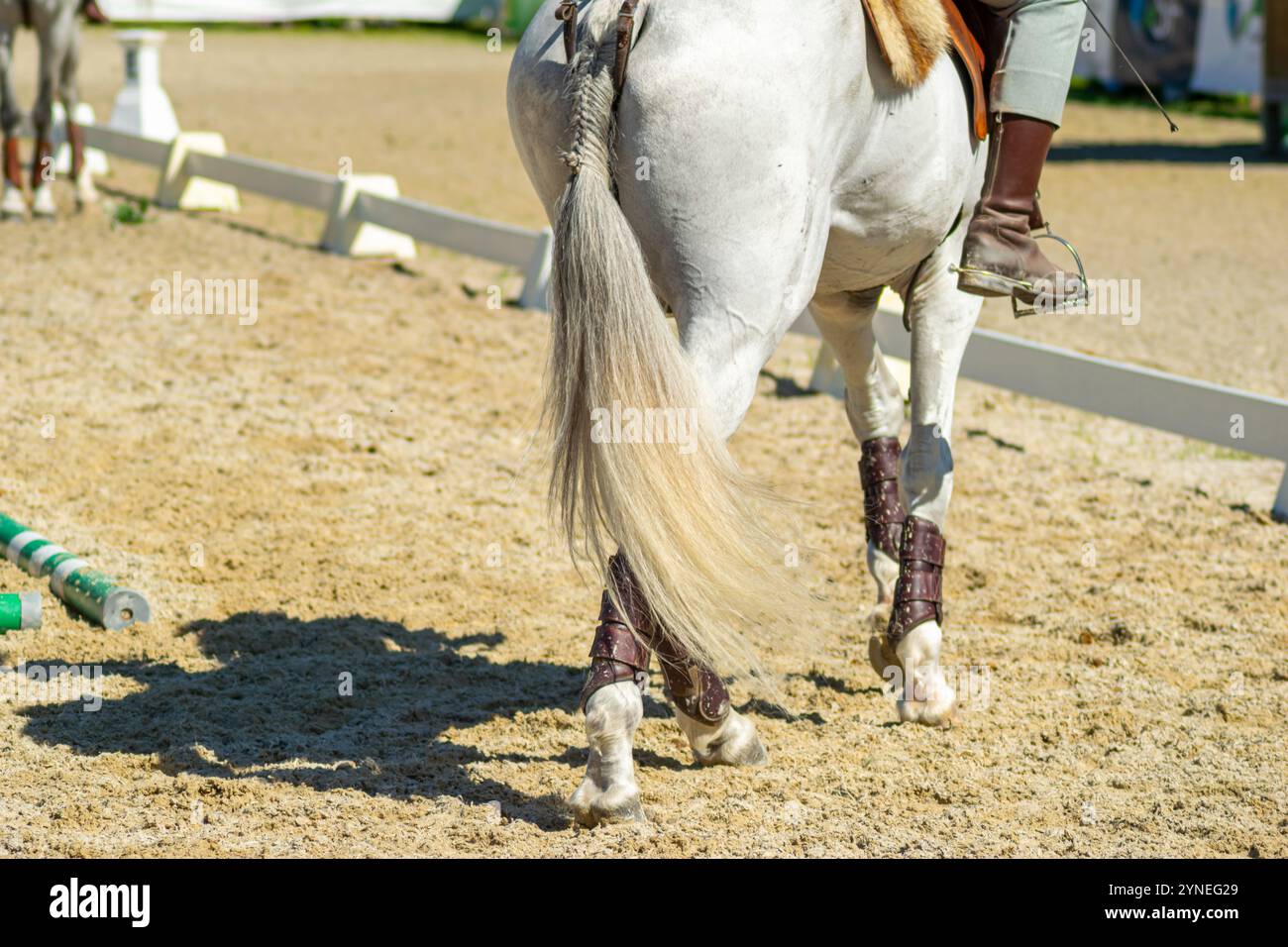 vista delle gambe di un cavallo di razza bianca in un evento equestre Foto Stock