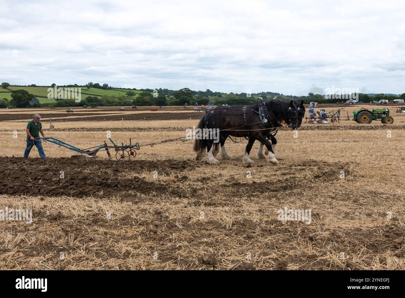 Haselbury Plucknet.Somerset.Regno Unito. 17 agosto 2024.Un aratro a trazione di cavallo viene utilizzato durante un evento agricolo di Yesterdays Foto Stock