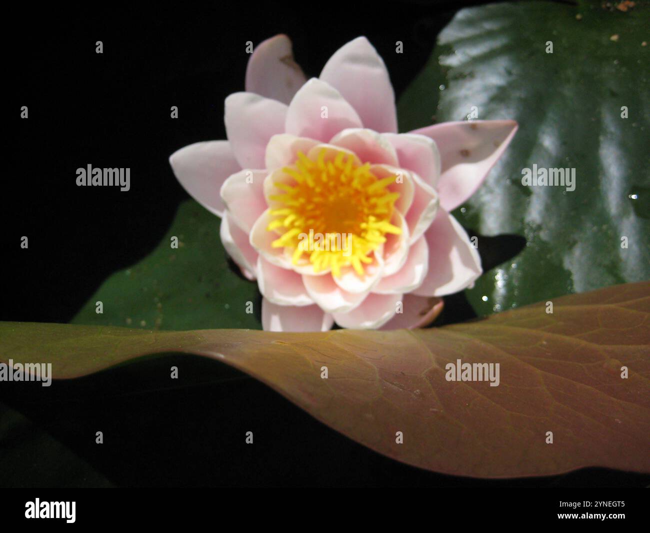 Penisola di Crimea - 2012 - fiori di loto Foto Stock