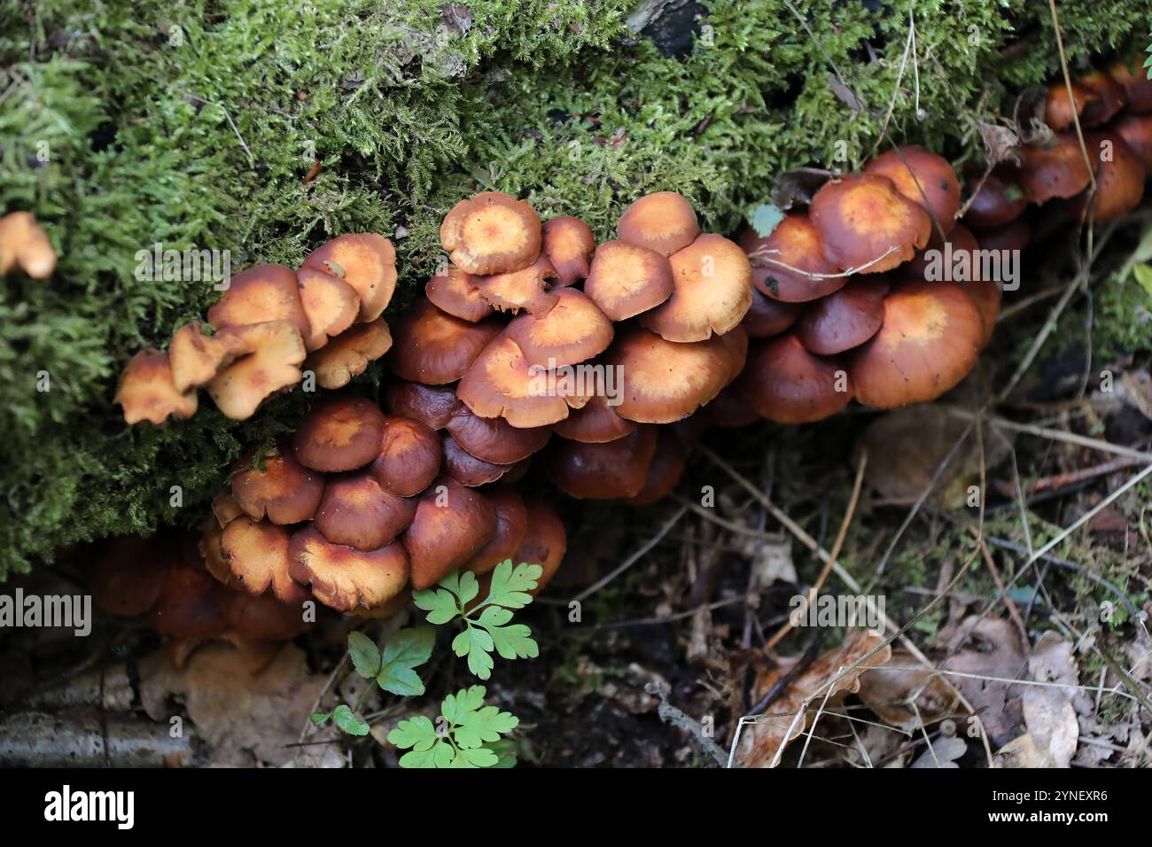 Campana funebre, Galerina marginata, Hymenogastraceae. Fungo velenoso di Woodland. Whippendell Woods, Hertfordshire, Regno Unito. Foto Stock