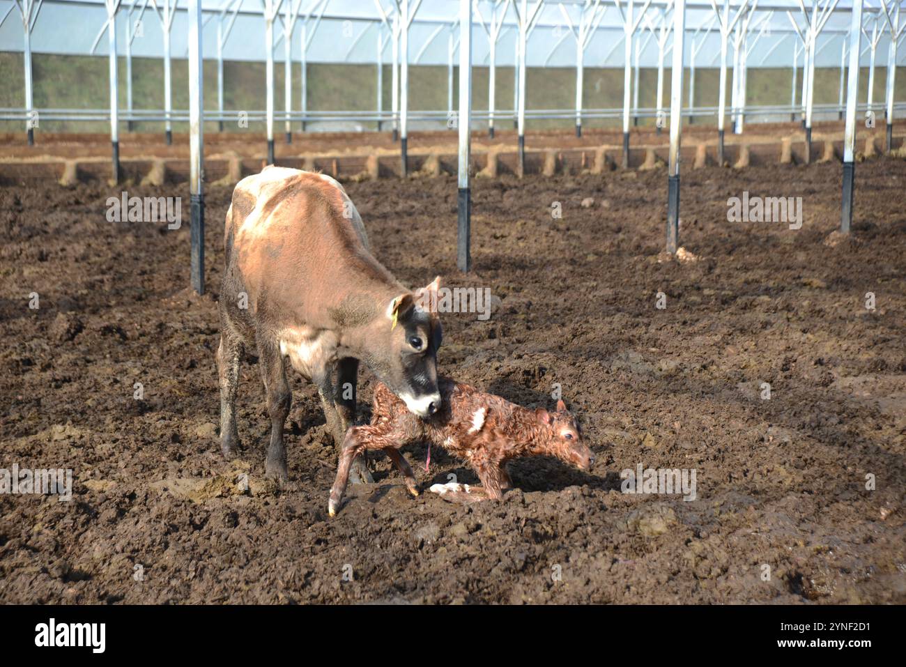 Una mucca di Jersey si occupa del suo vitello appena nato in una casa di mandrie dove possono essere nutriti e annaffiati. Foto Stock