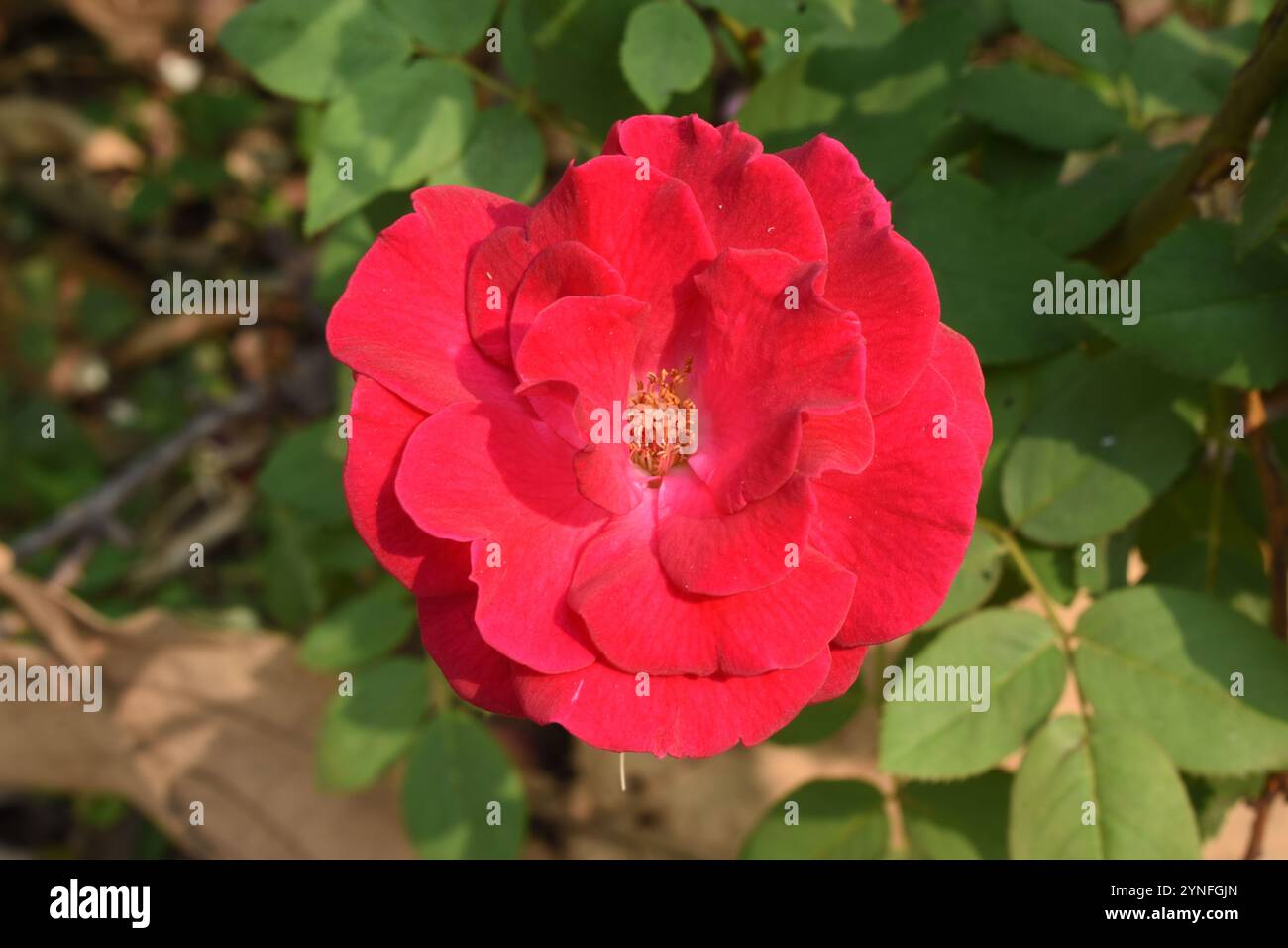 Champlain Rose, King Rama 9 Health Park, Phrae, Thailandia Foto Stock