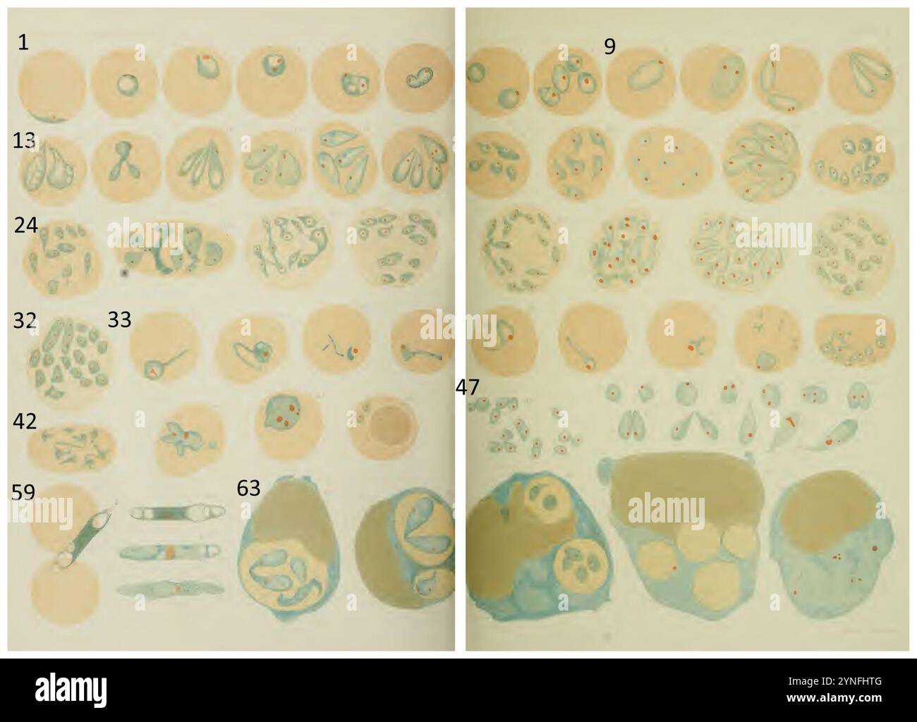 Piroplasmosi canina piastra IX Nuttall 1905 14 15. Foto Stock