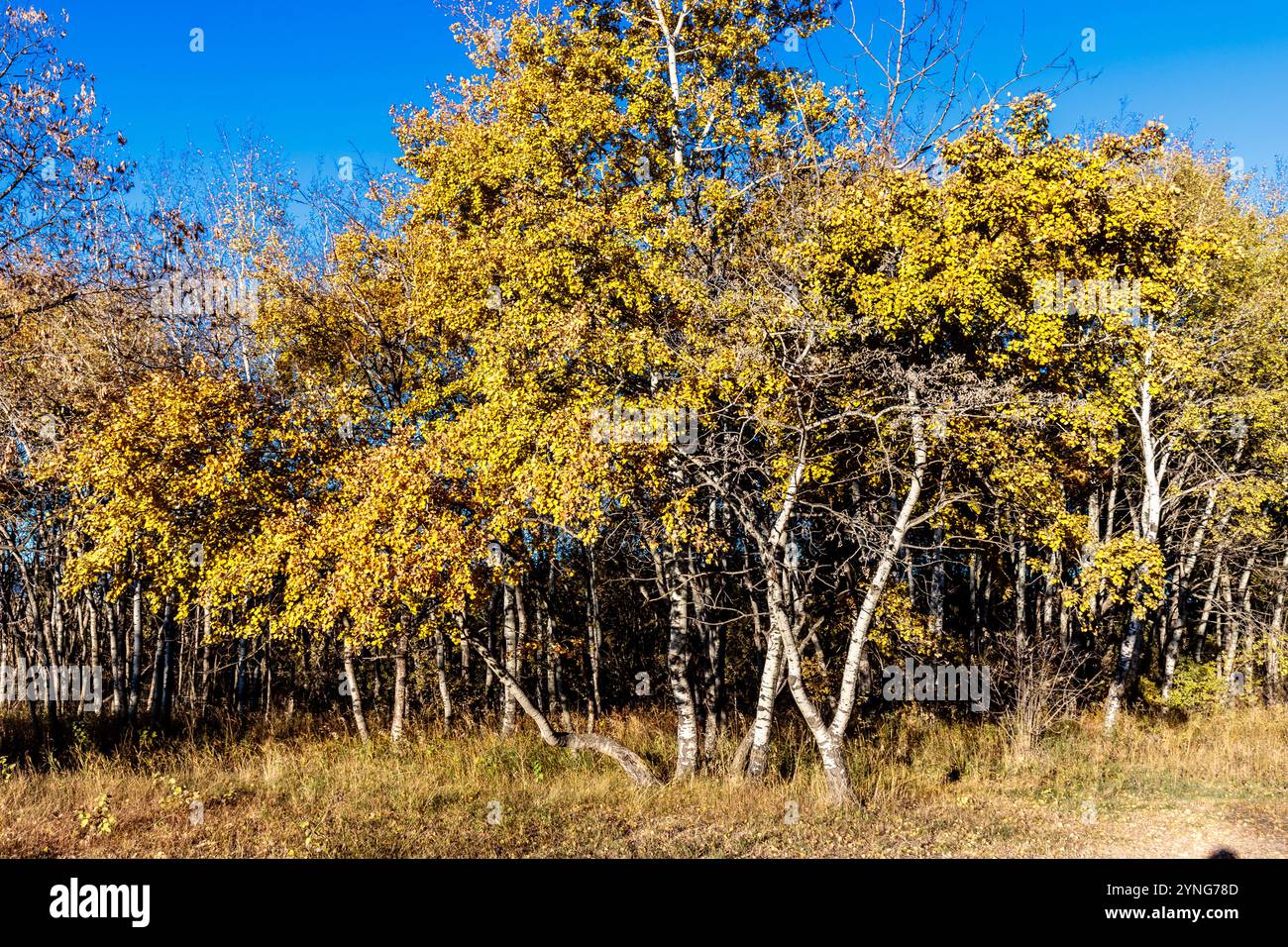 Un albero con foglie gialle è in un campo. Il cielo è blu e limpido Foto Stock