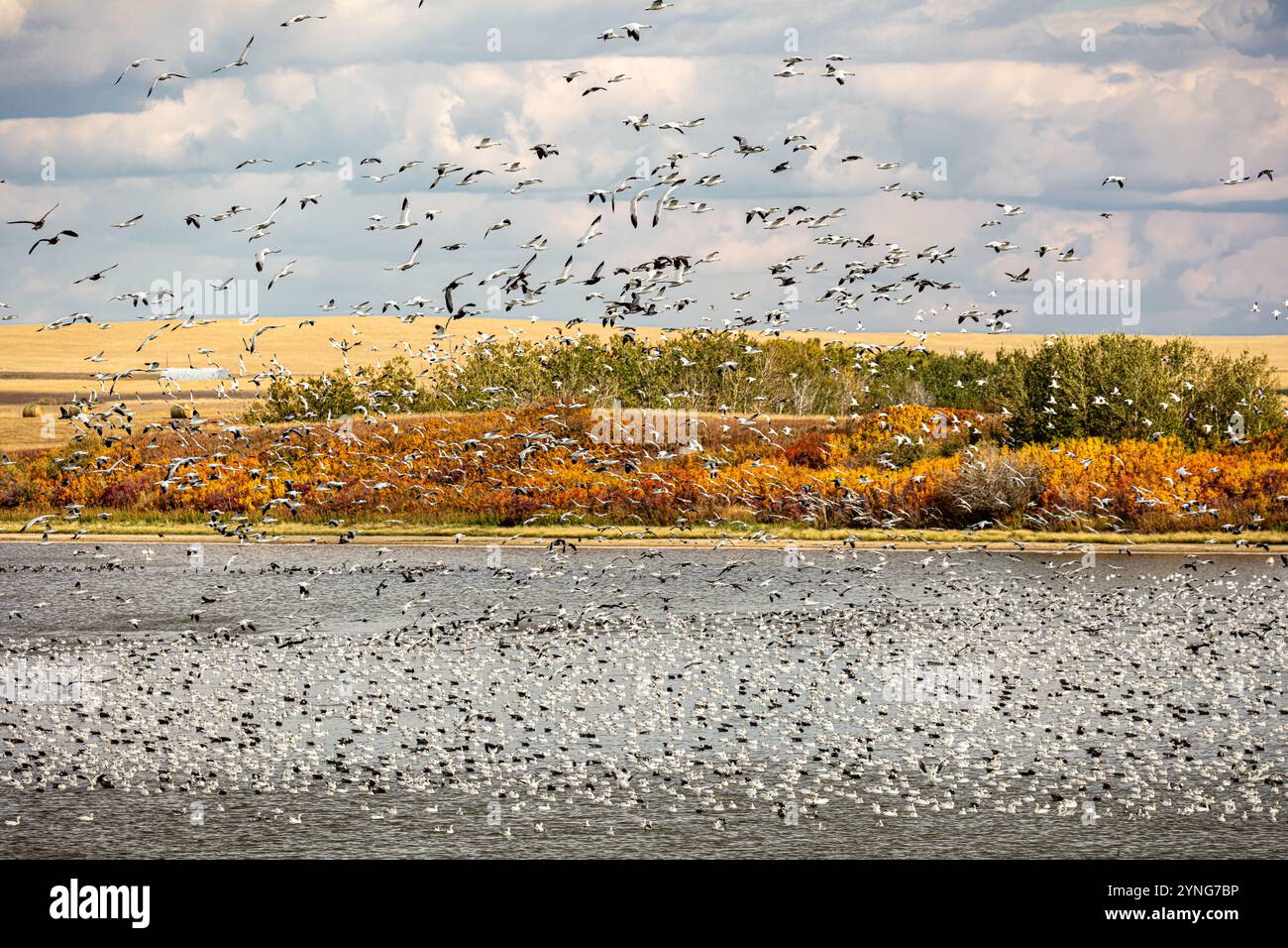 Uno stormo di uccelli che volano sopra un lago. Gli uccelli si trovano in varie posizioni, alcuni volano in alto e altri più vicini all'acqua. La scena è tranquilla e tranquilla Foto Stock