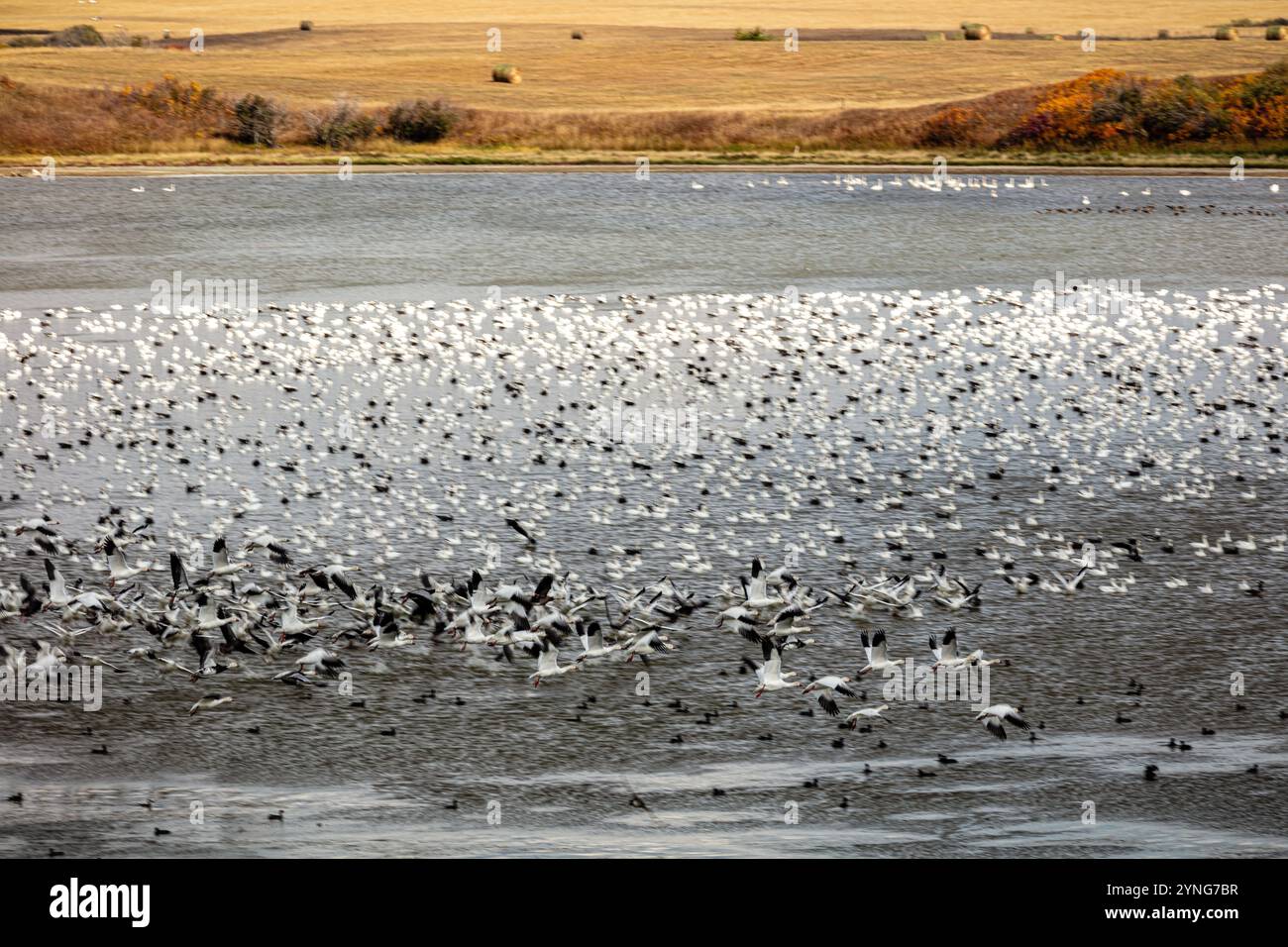 Un grande stormo di uccelli sta volando sopra un lago. Gli uccelli sono bianchi e neri. Il lago è calmo e tranquillo Foto Stock
