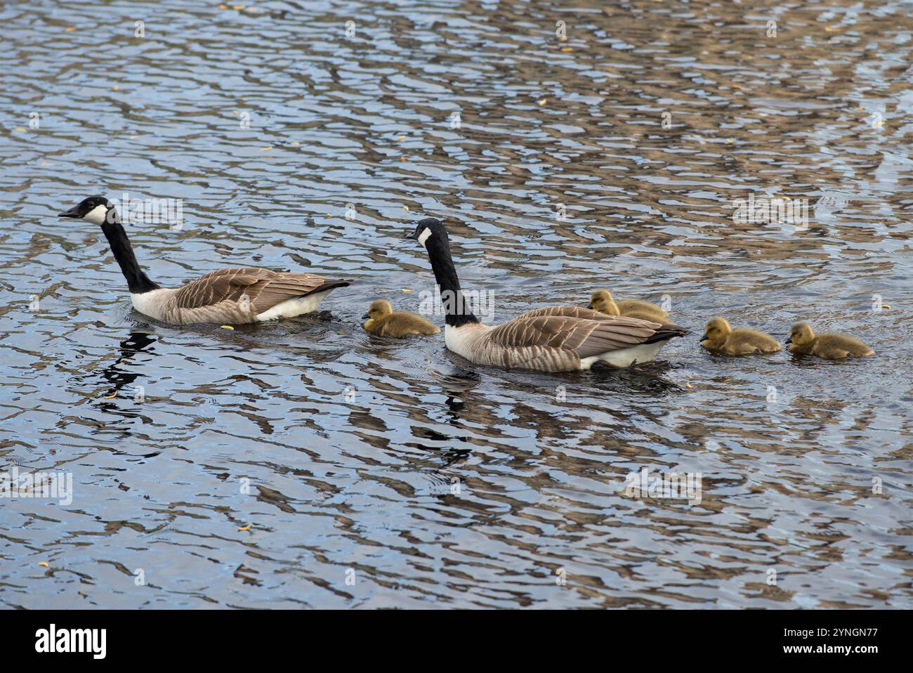 Una famiglia di oche canadesi sul lago Foto Stock
