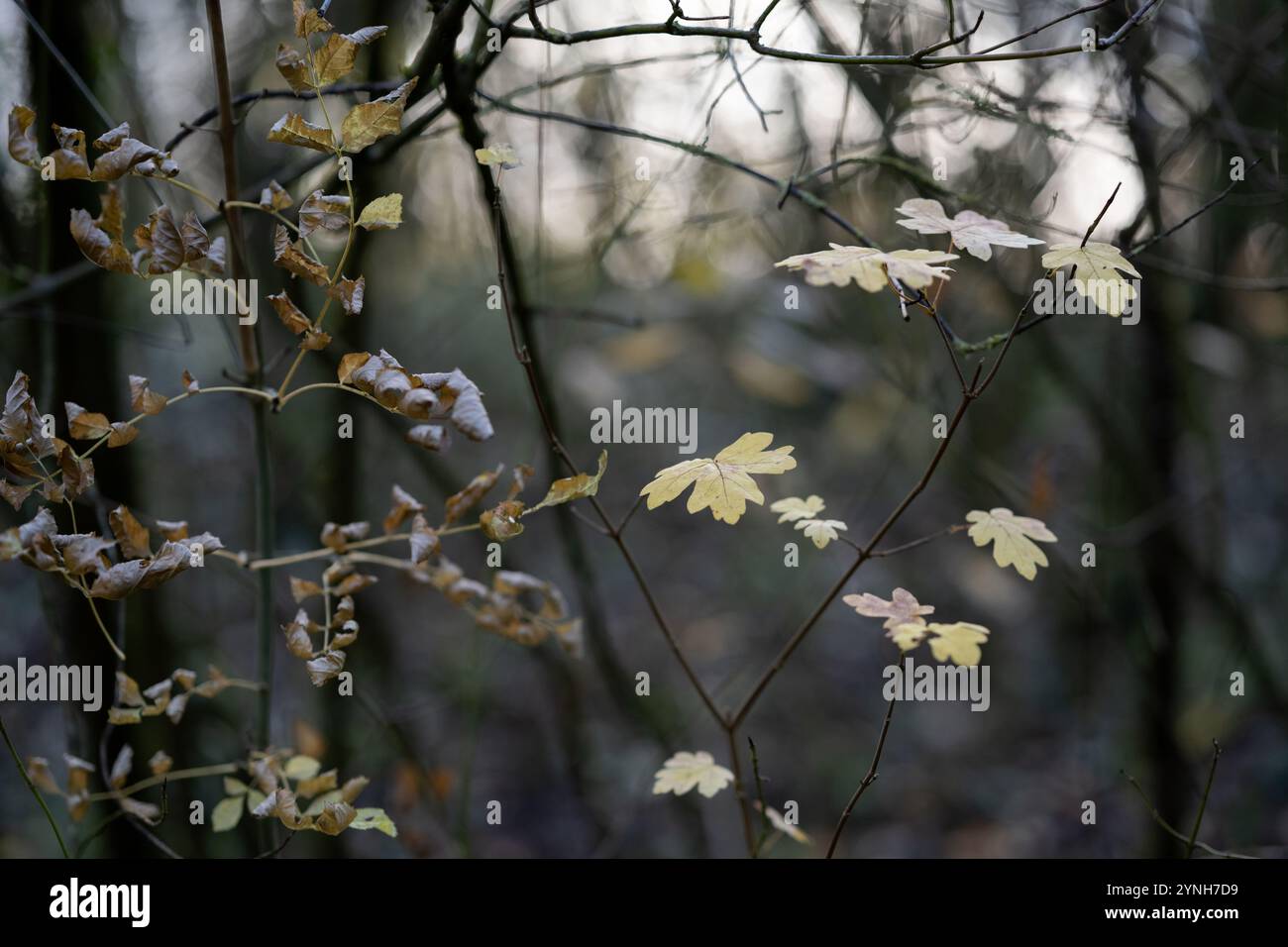 Foglie autunnali in un bosco con sfondo bokeh soffice Foto Stock