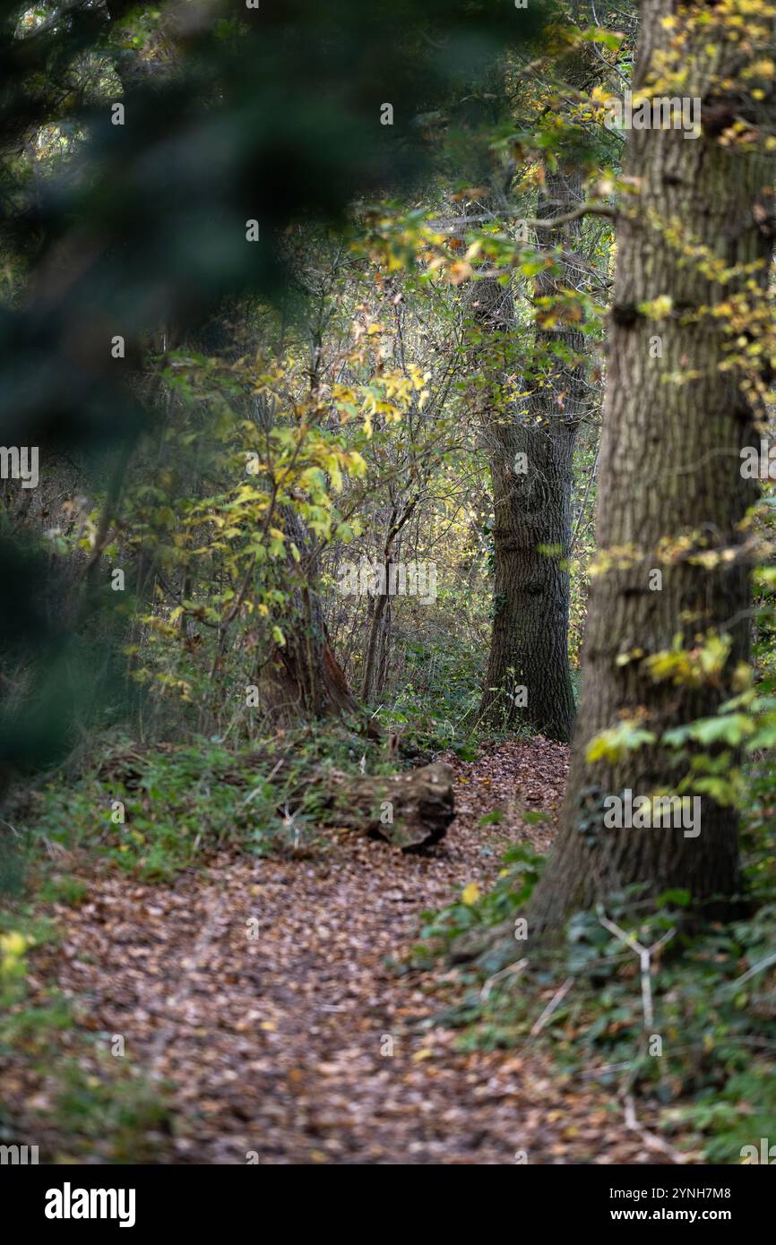 Una passeggiata attraverso i boschi, i boschi inglesi in autunno con foglie gialle, marroni e arancioni sugli alberi e foglie autunnali a terra Foto Stock