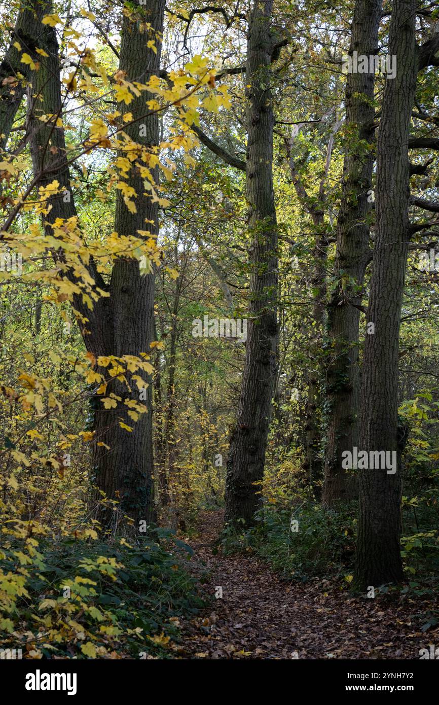 Una passeggiata attraverso i boschi, i boschi inglesi in autunno con foglie gialle, marroni e arancioni sugli alberi e foglie autunnali a terra Foto Stock