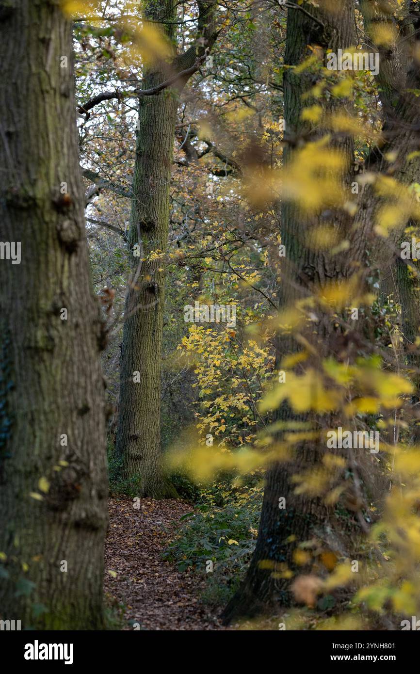 Una passeggiata attraverso i boschi, i boschi inglesi in autunno con foglie gialle, marroni e arancioni sugli alberi e foglie autunnali a terra Foto Stock