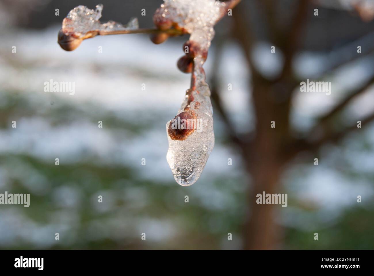 Primo piano di un ramo di ciliegio corneliano ghiacciato racchiuso in ghiaccio scintillante. Foto Stock